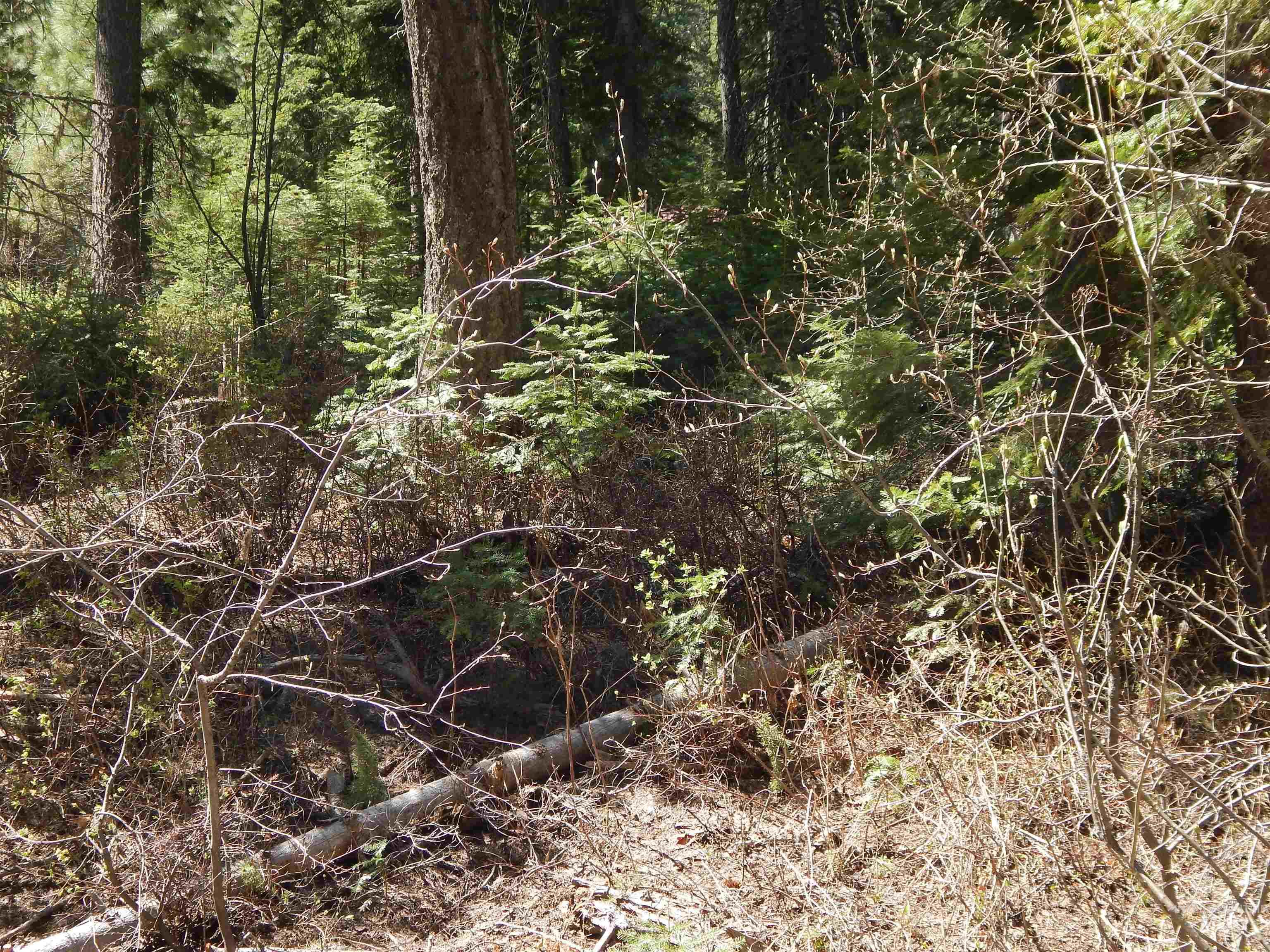 1601 Bear Trail Loop Property Photo 10