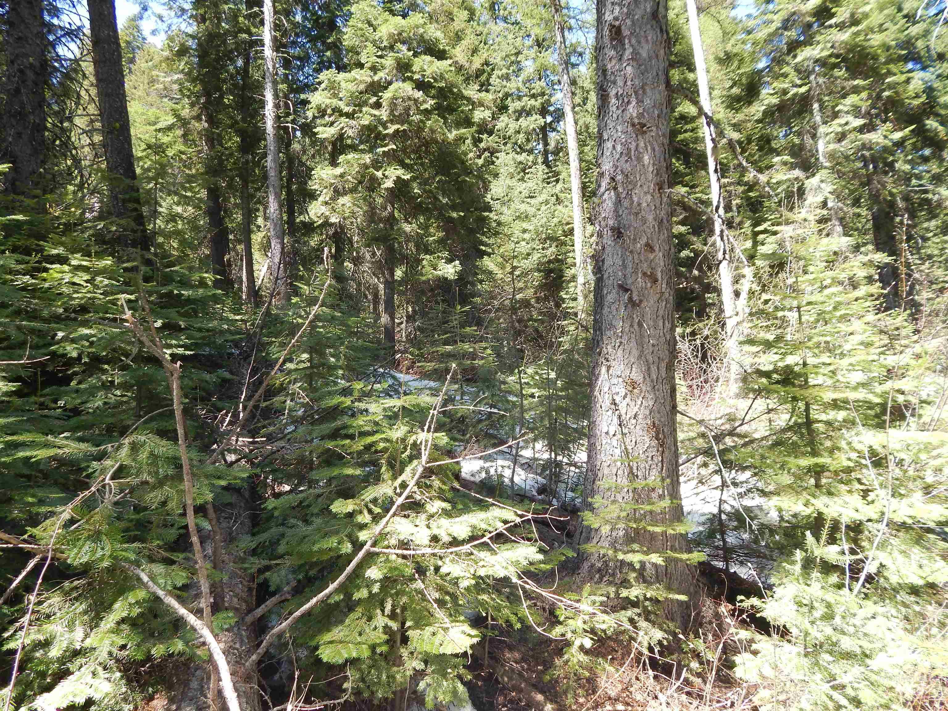 1601 Bear Trail Loop Property Photo 21
