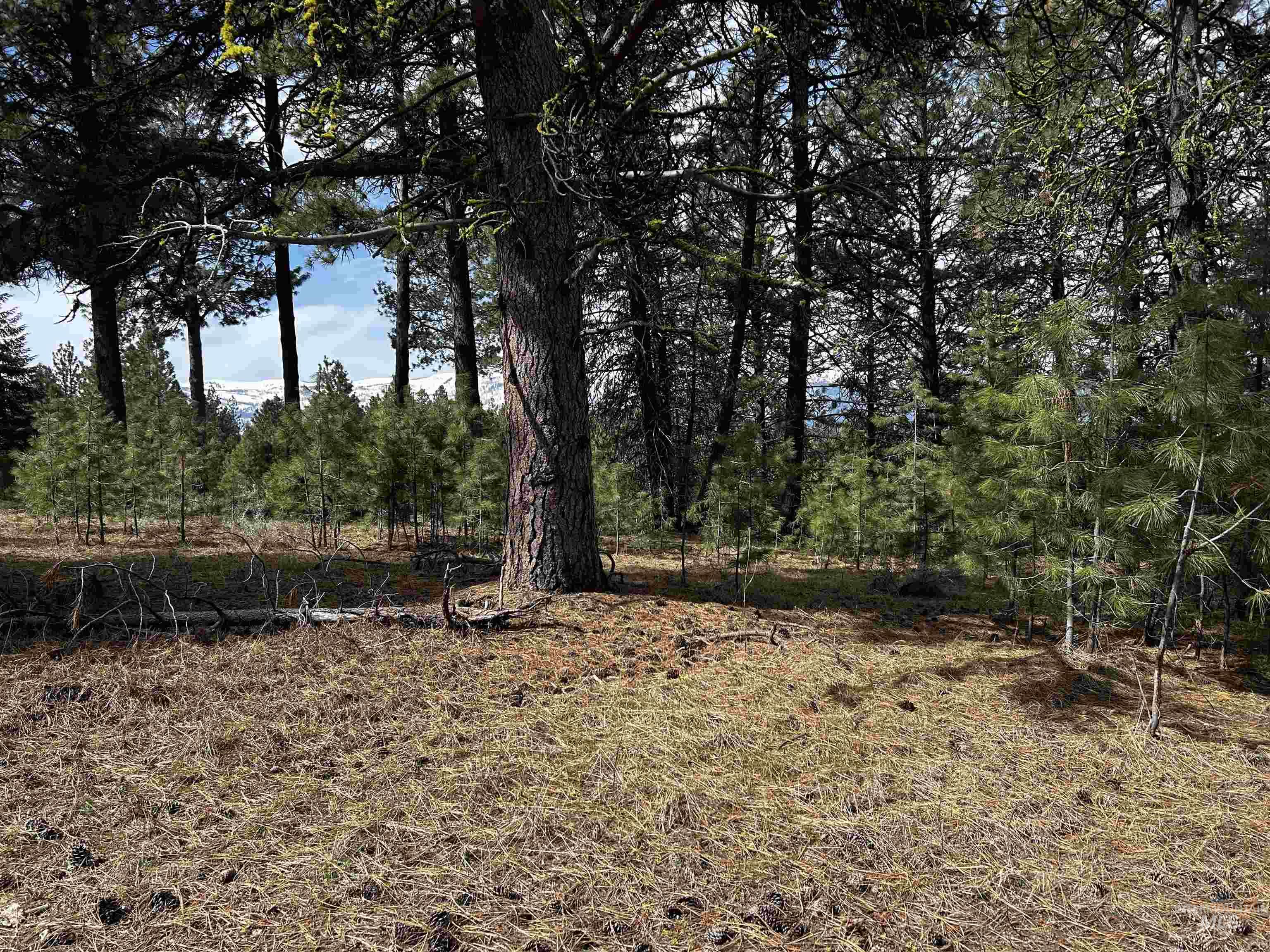 1483 Pine Lakes Ranch Rd Property Photo 1