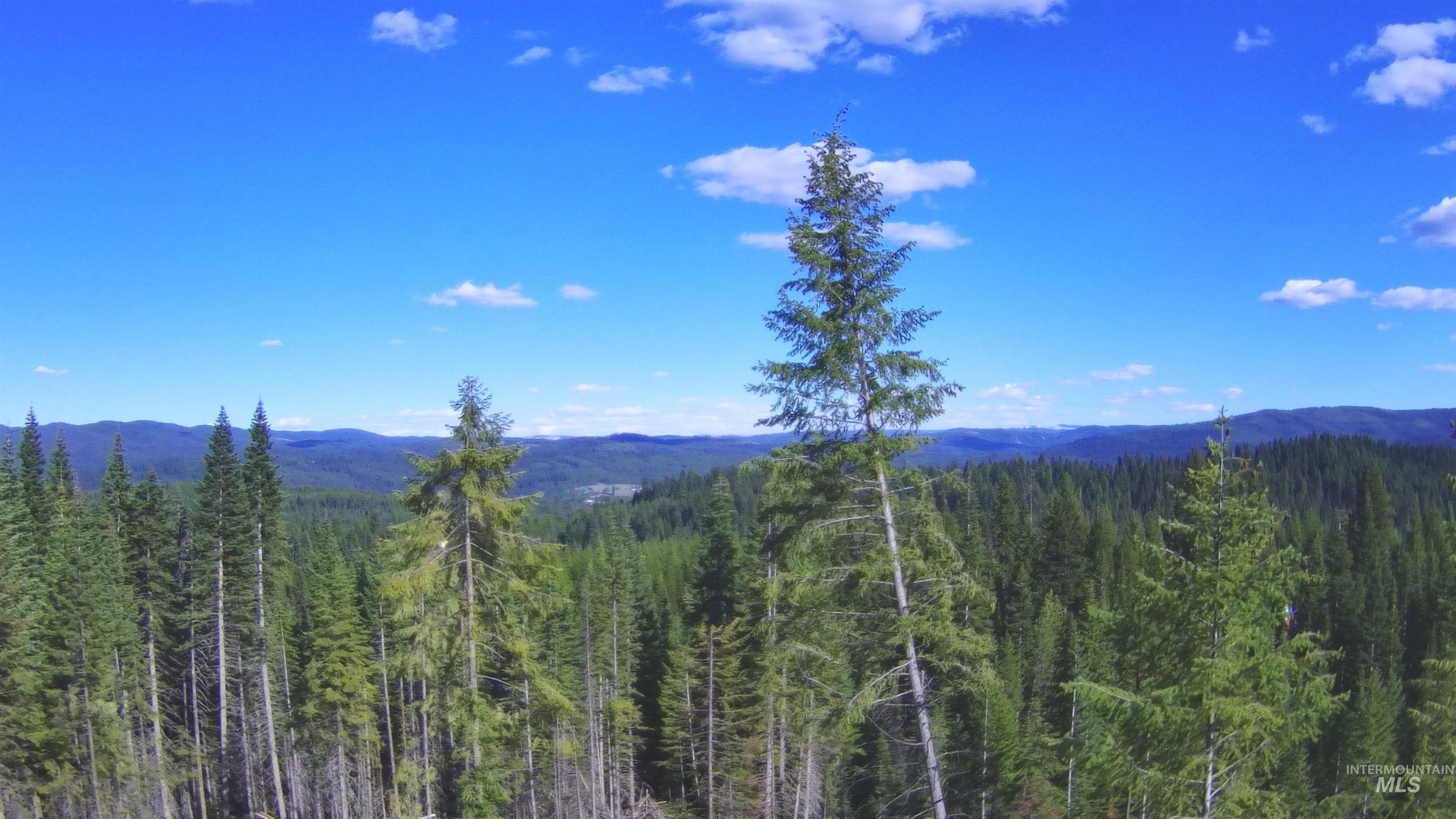 176 Buffalo Gulch Rd. Property Photo 5
