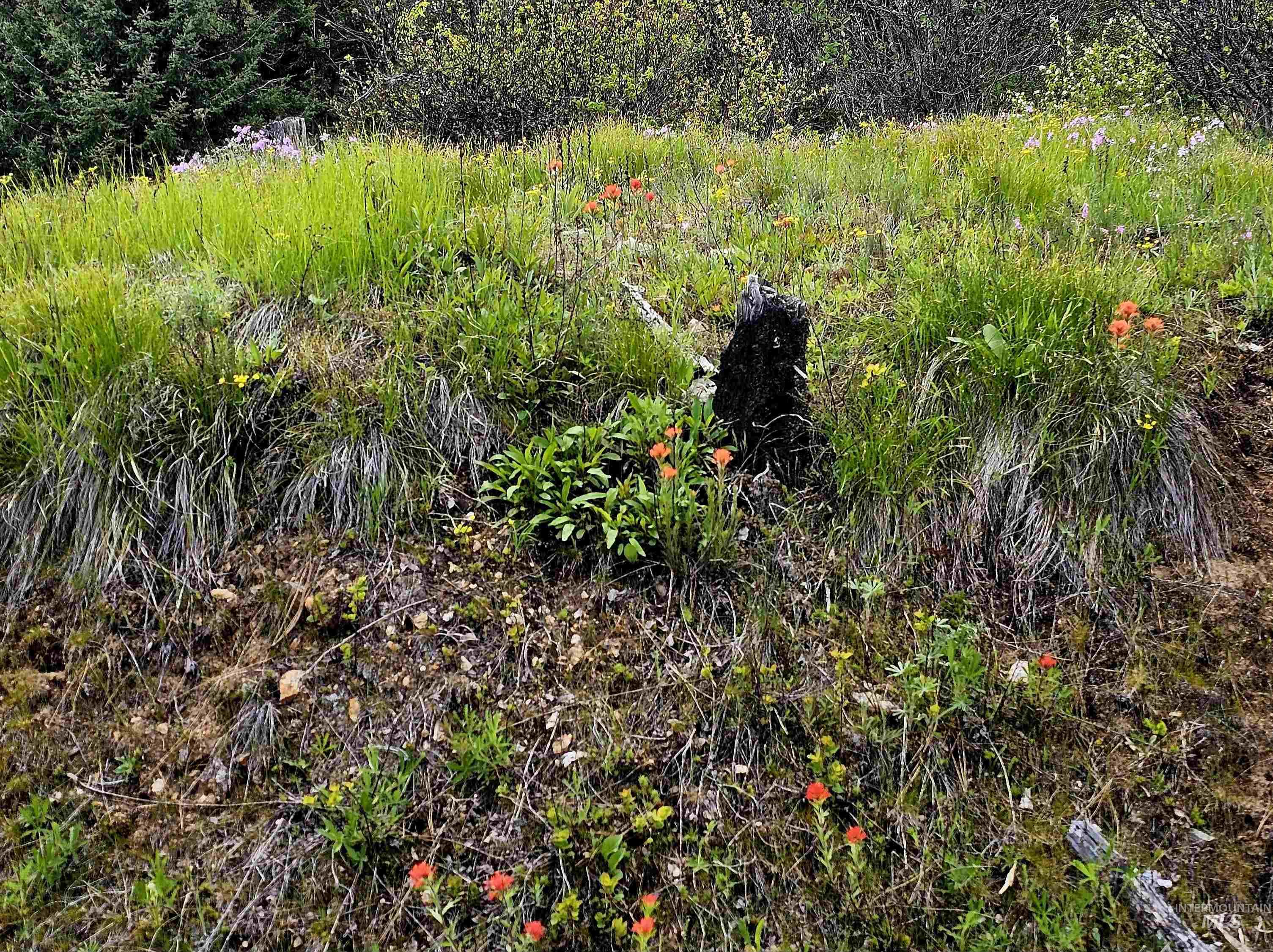 Tbd Lynx Lane Property Photo 23