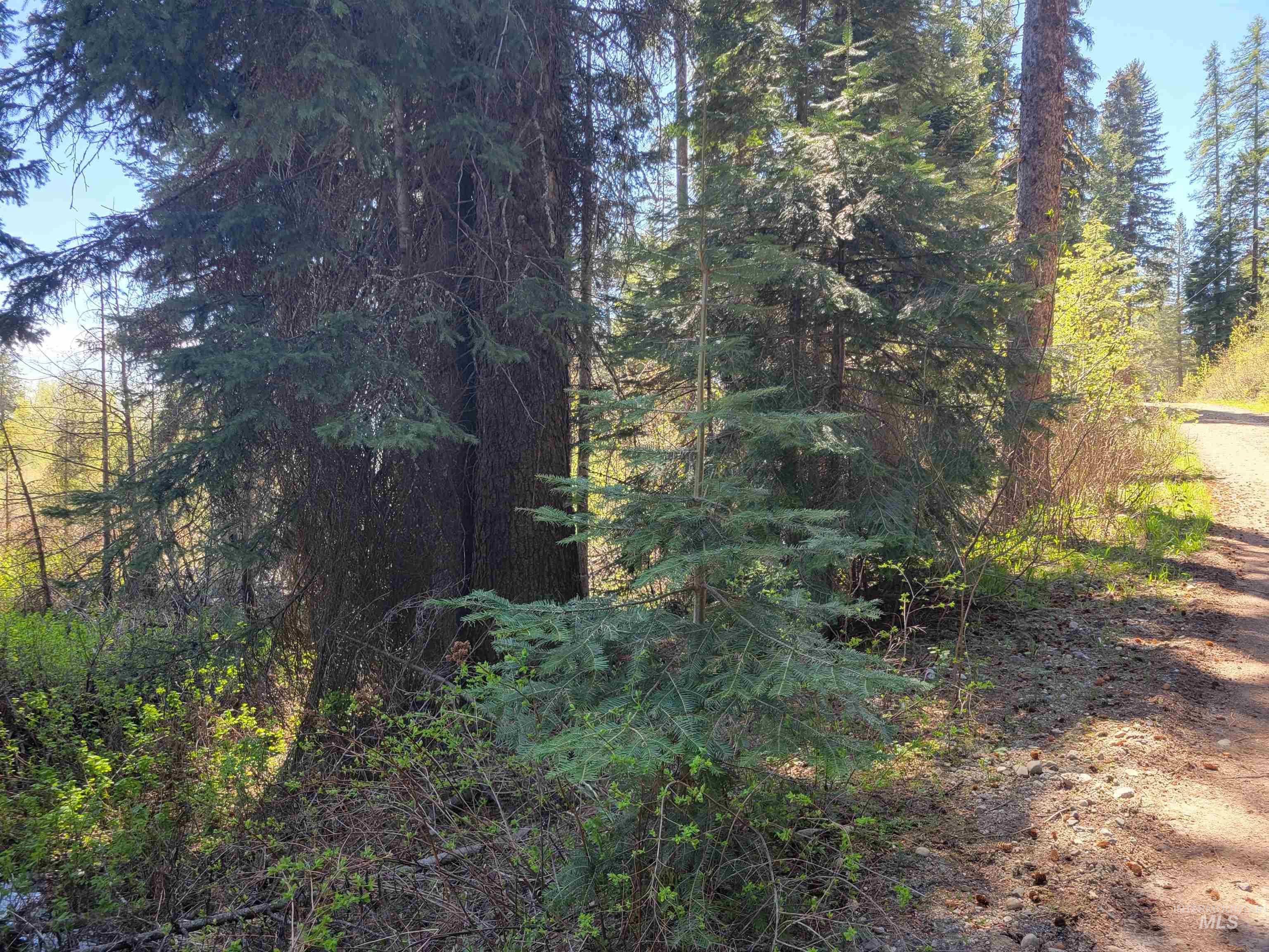 1602 Bear Trail Loop Property Photo 4