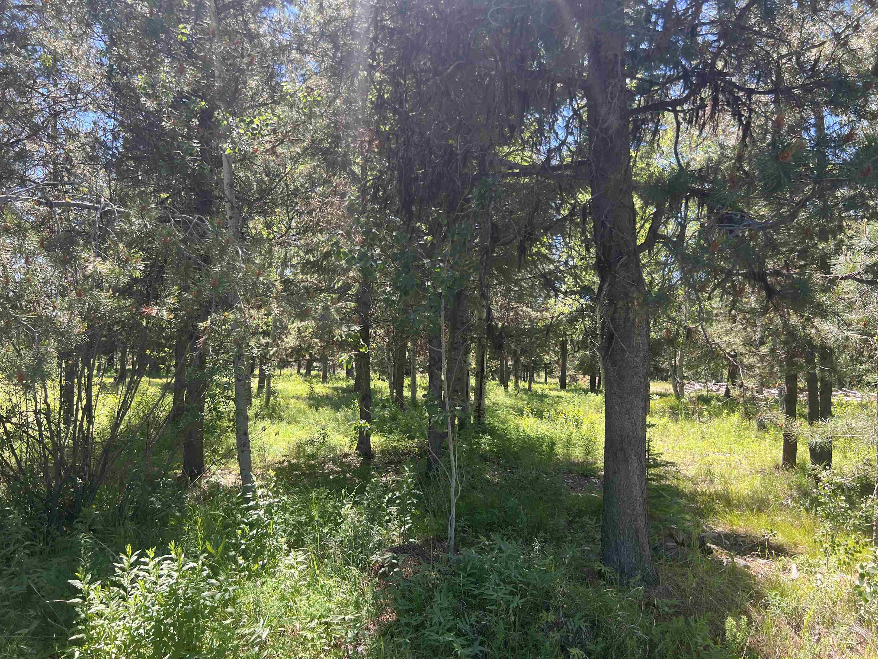 Lot 1 Chad Drive Property Photo 6