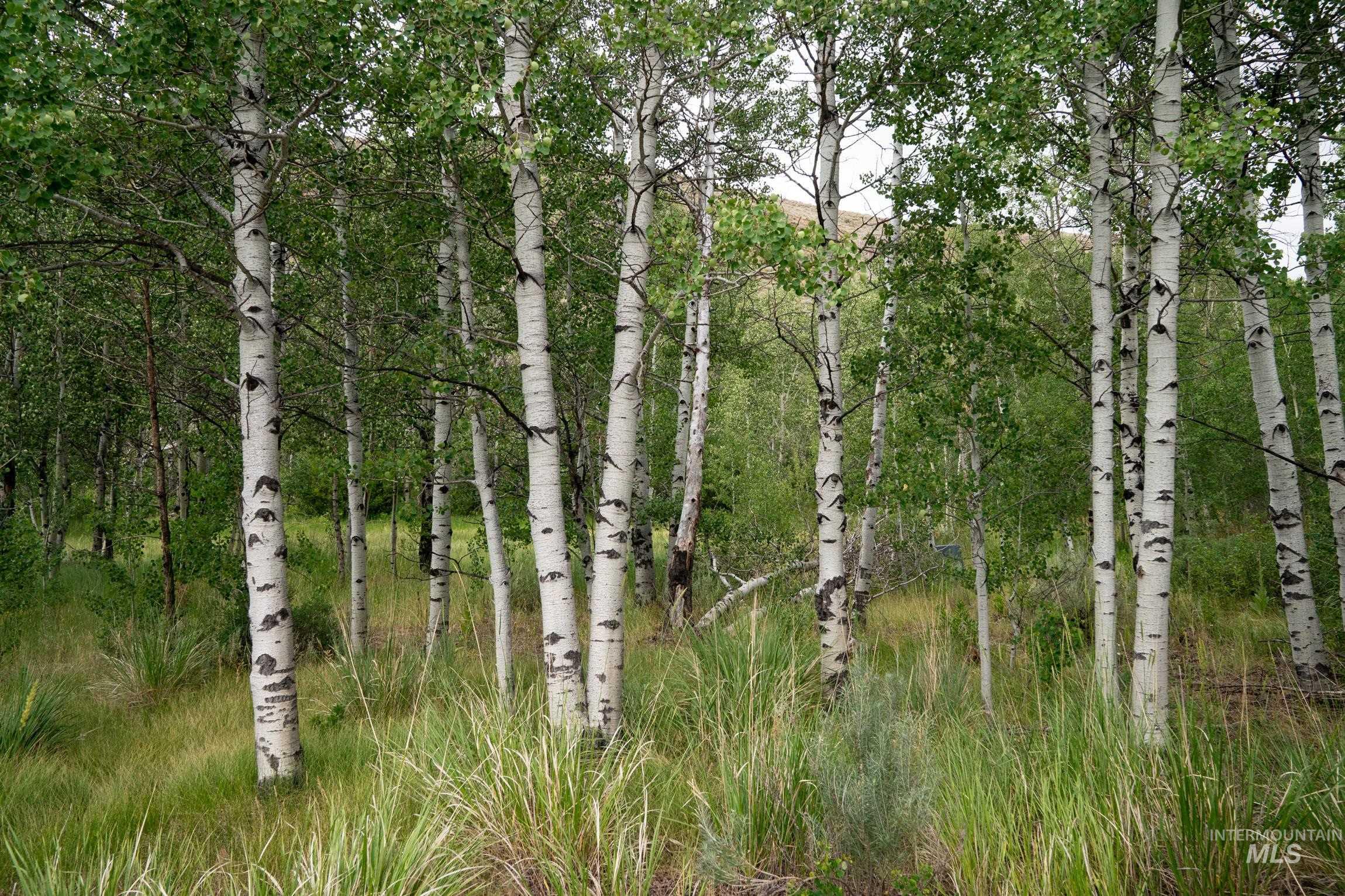 135 Bullion Gulch Rd Property Photo 17
