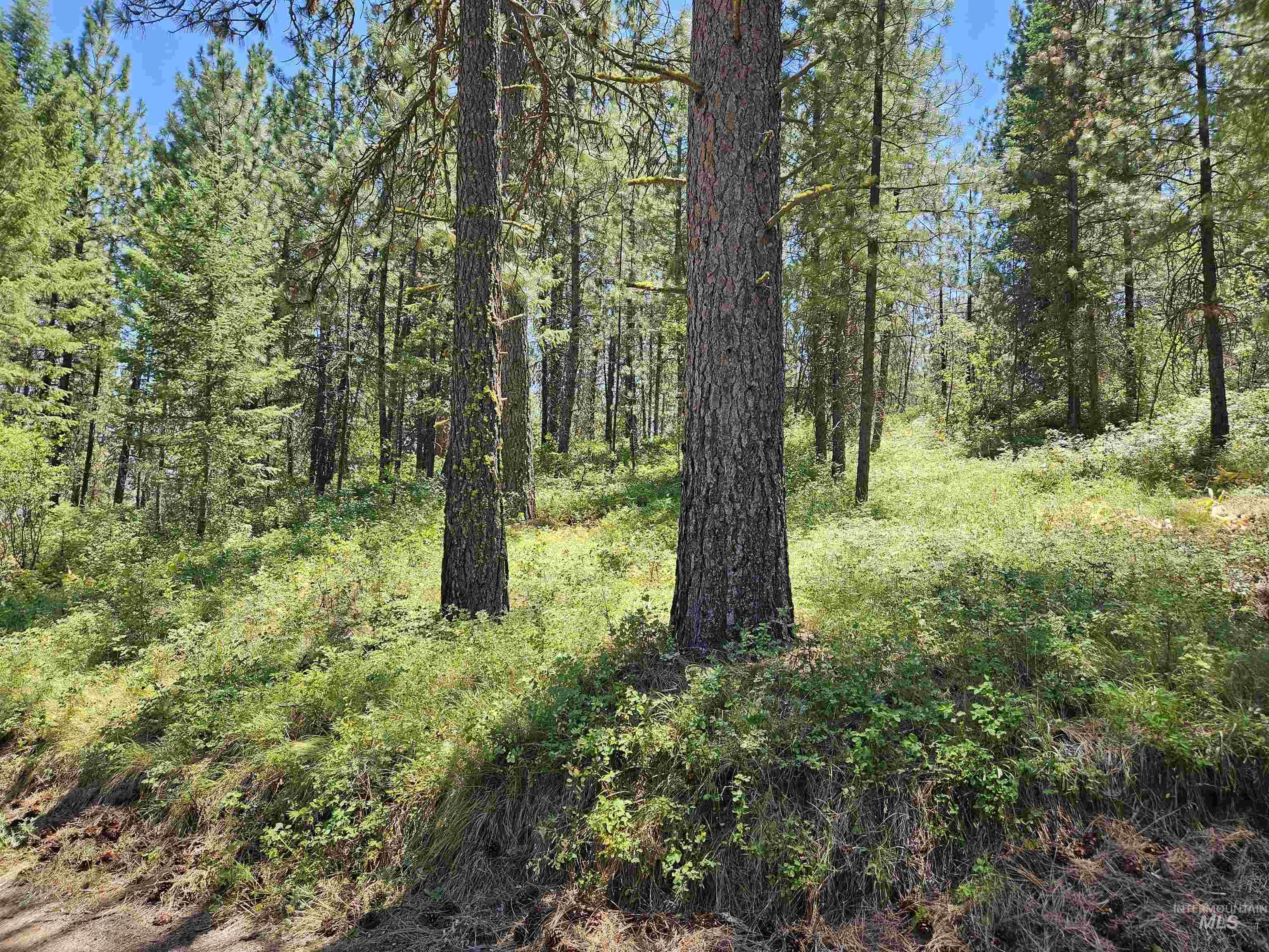 Tbd Forest Circle Property Photo 5