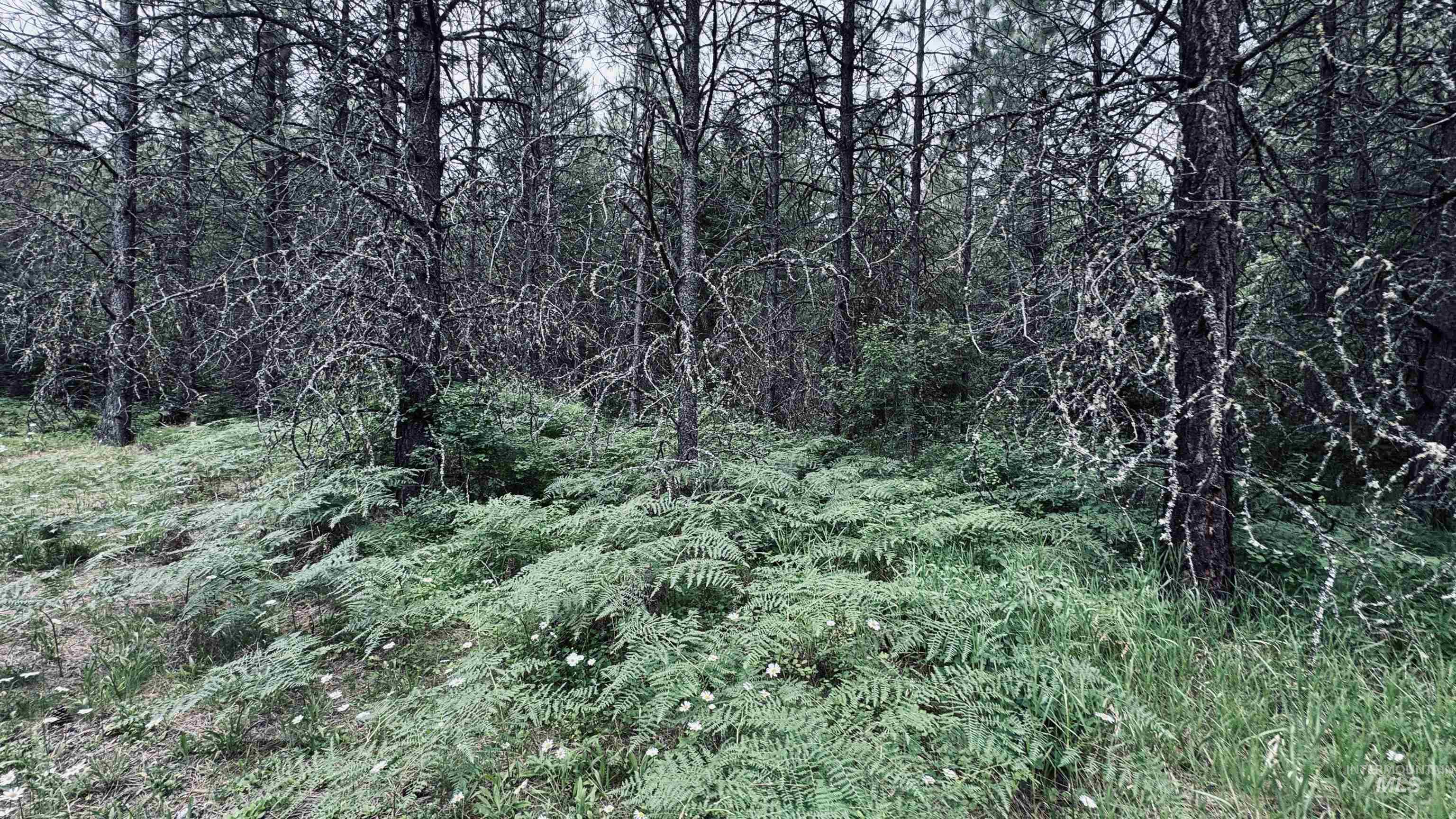 58 Bugling Elk Lane Property Photo 3