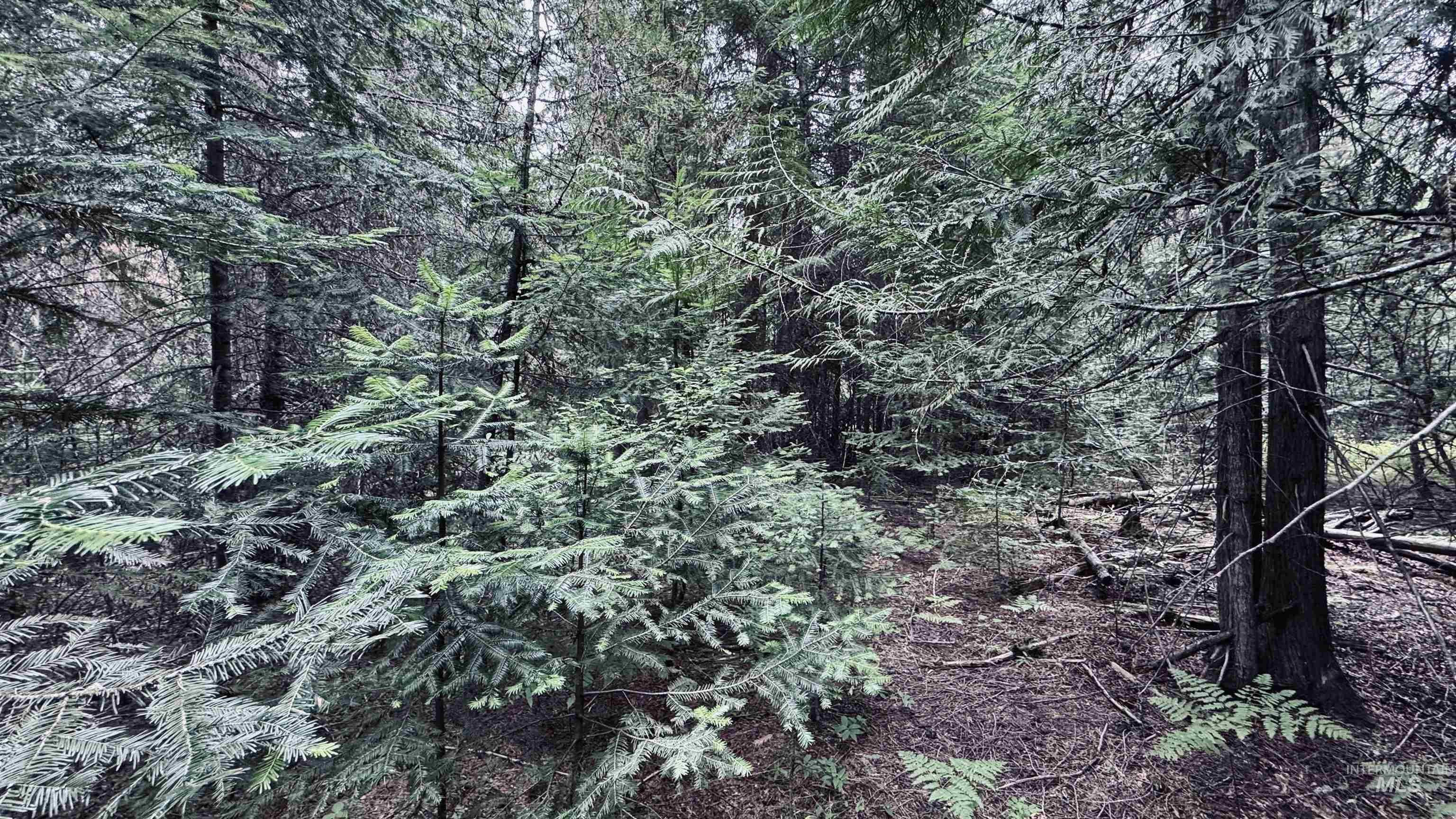 58 Bugling Elk Lane Property Photo 9