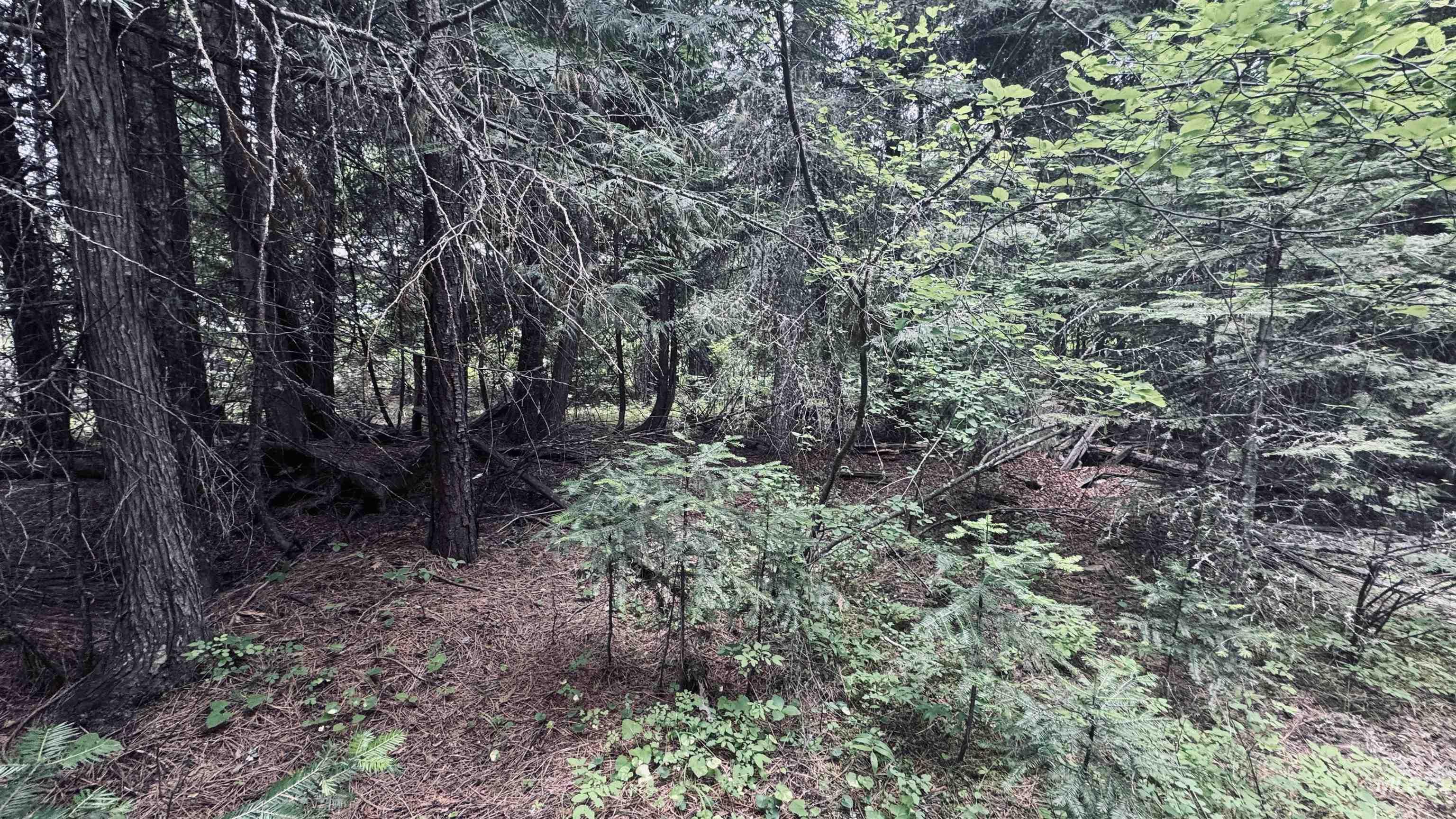 58 Bugling Elk Lane Property Photo 18