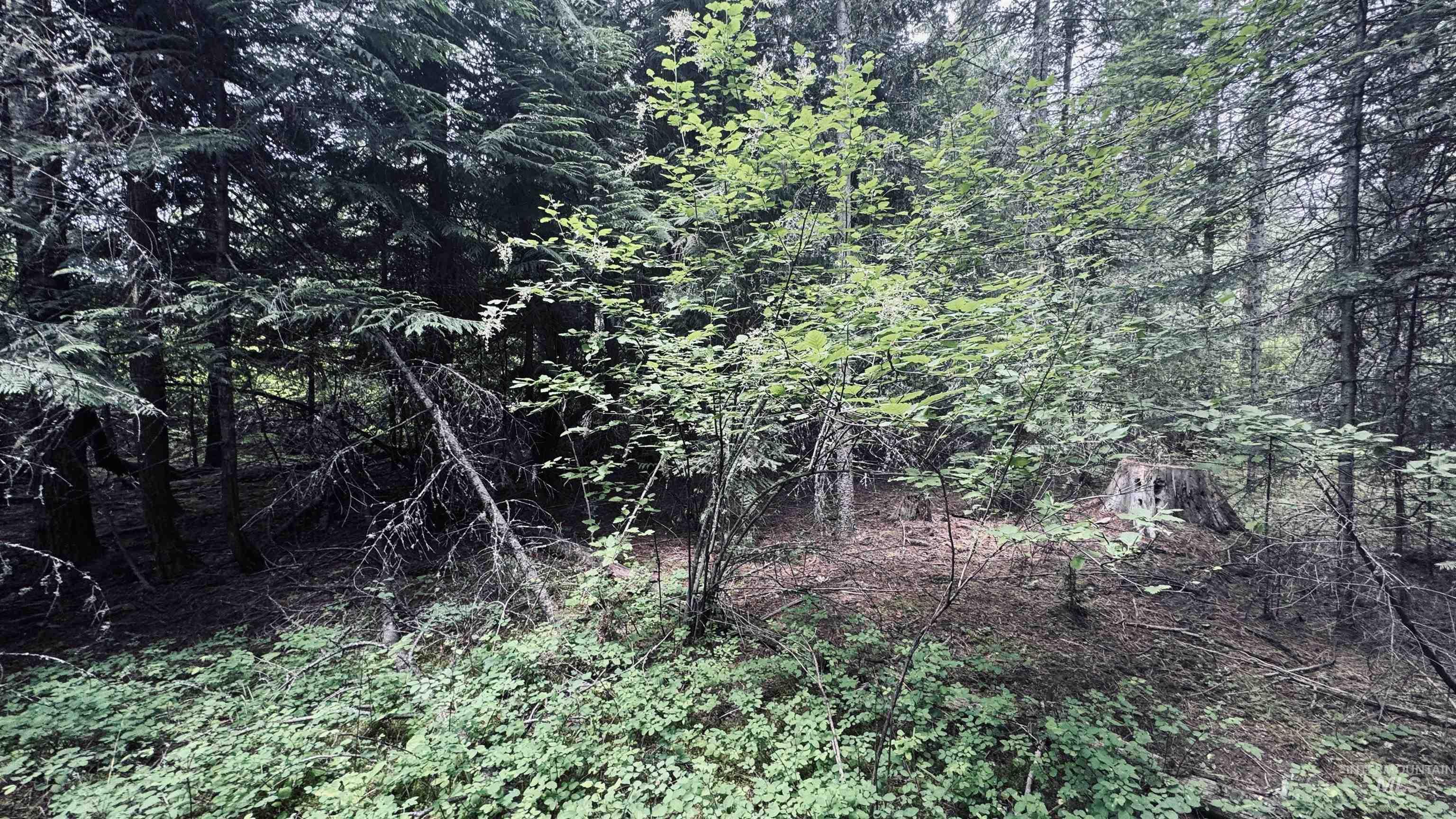 58 Bugling Elk Lane Property Photo 20