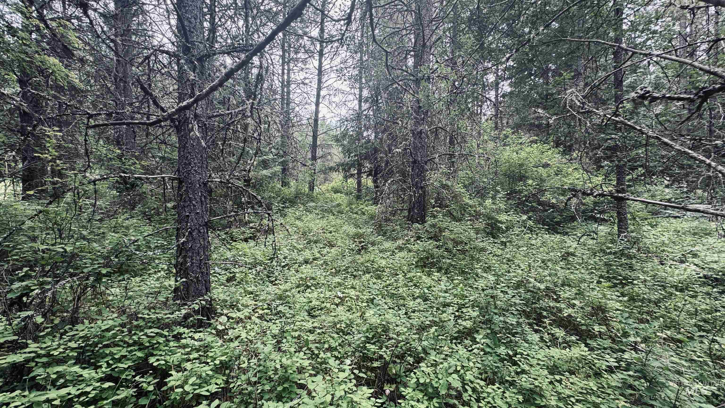 58 Bugling Elk Lane Property Photo 28