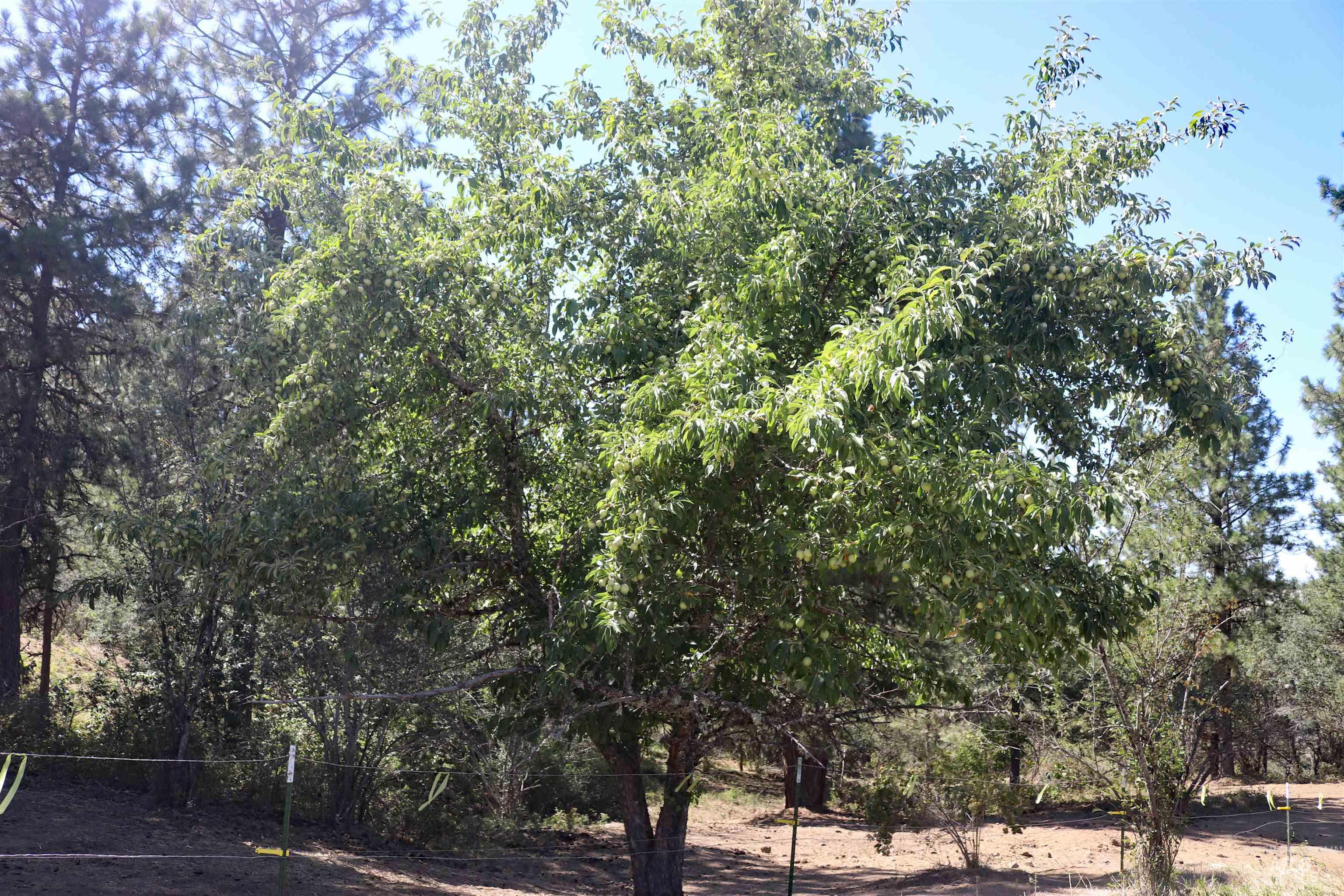 37596 Eberhardt Road Property Photo 6