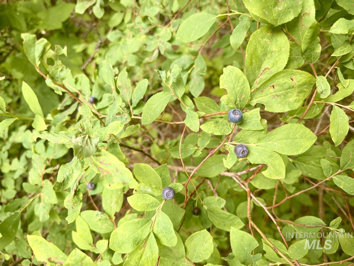 56 Burnt Wagon Trail Property Photo 2