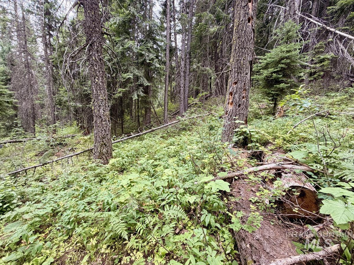56 Burnt Wagon Trail Property Photo 5