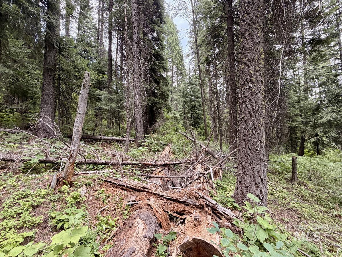 56 Burnt Wagon Trail Property Photo 6