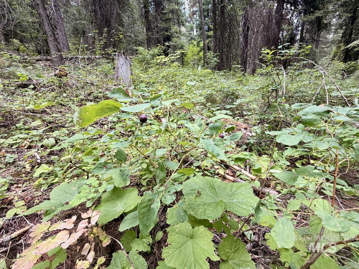56 Burnt Wagon Trail Property Photo 10