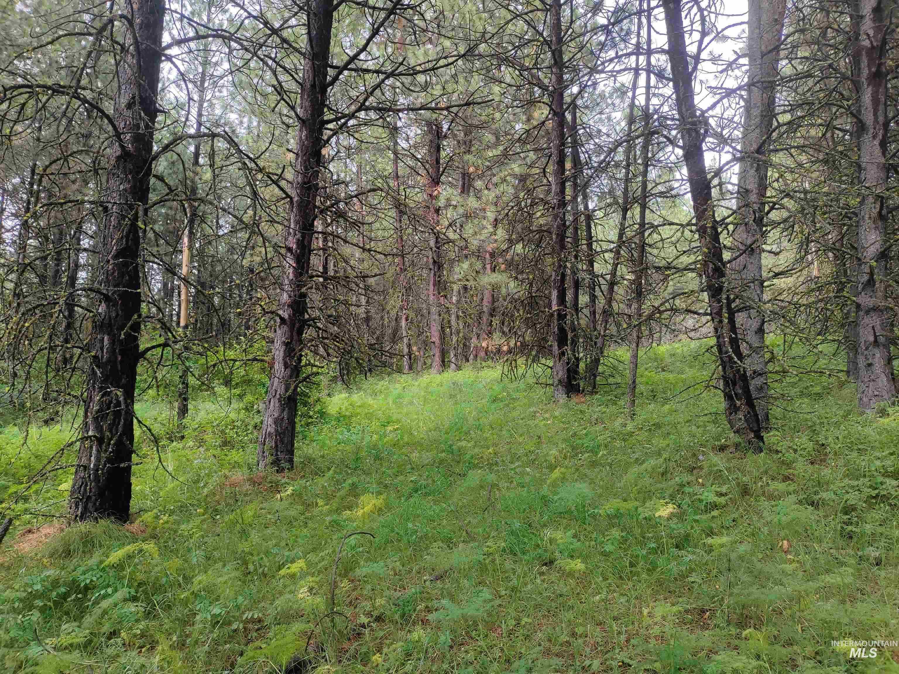TBD 5ac Jackpine Rd Property Photo 1
