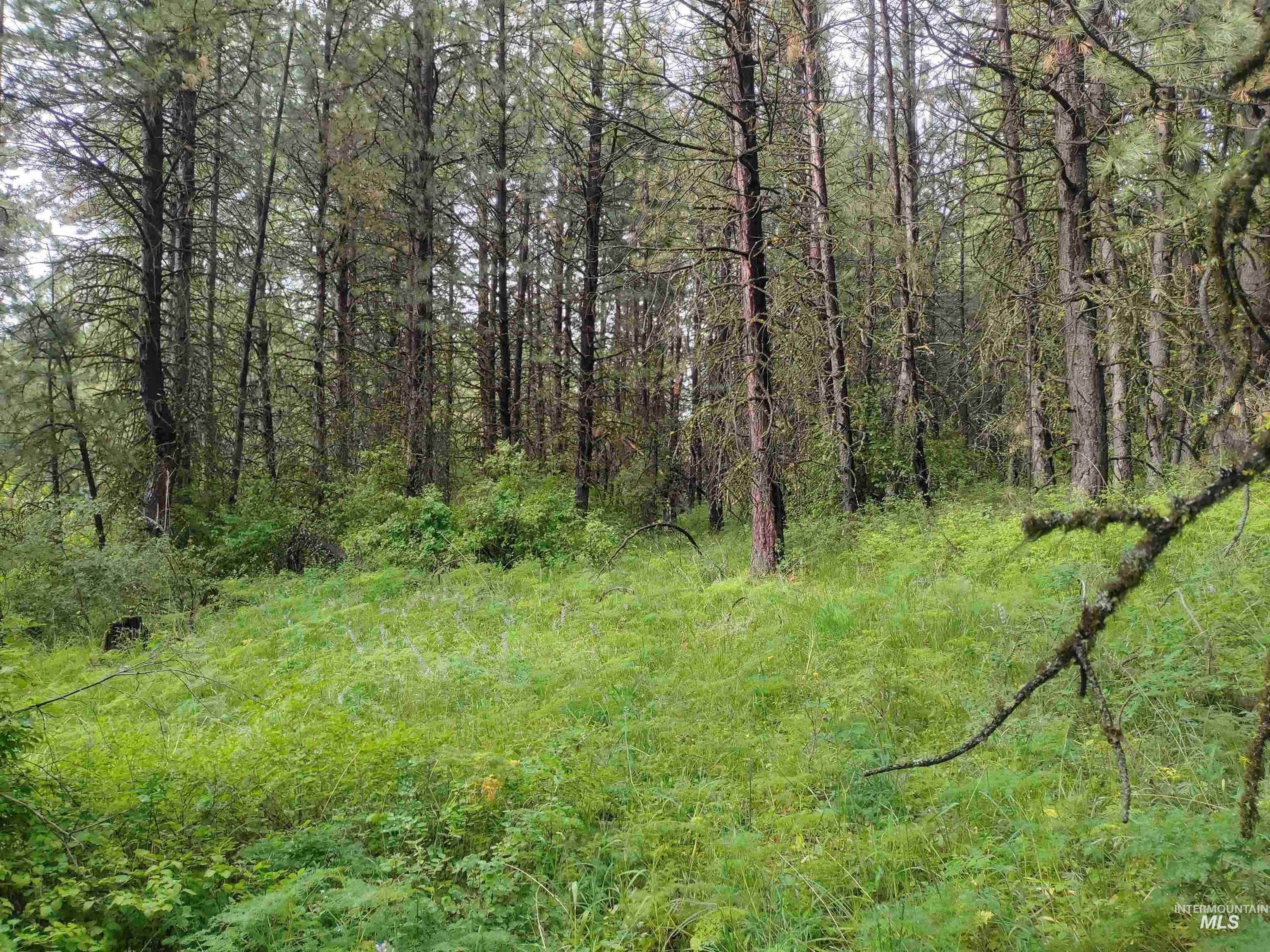 Tbd 5ac Jackpine Rd Property Photo 2