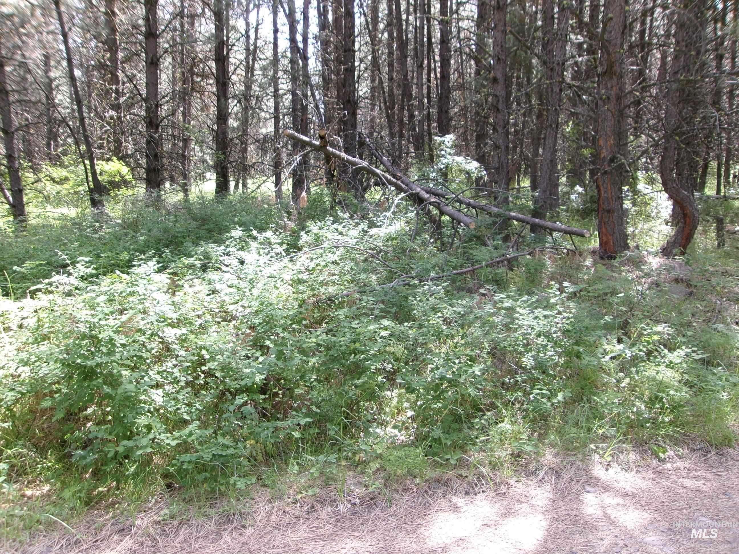 Tbd 5ac Jackpine Rd Property Photo 8