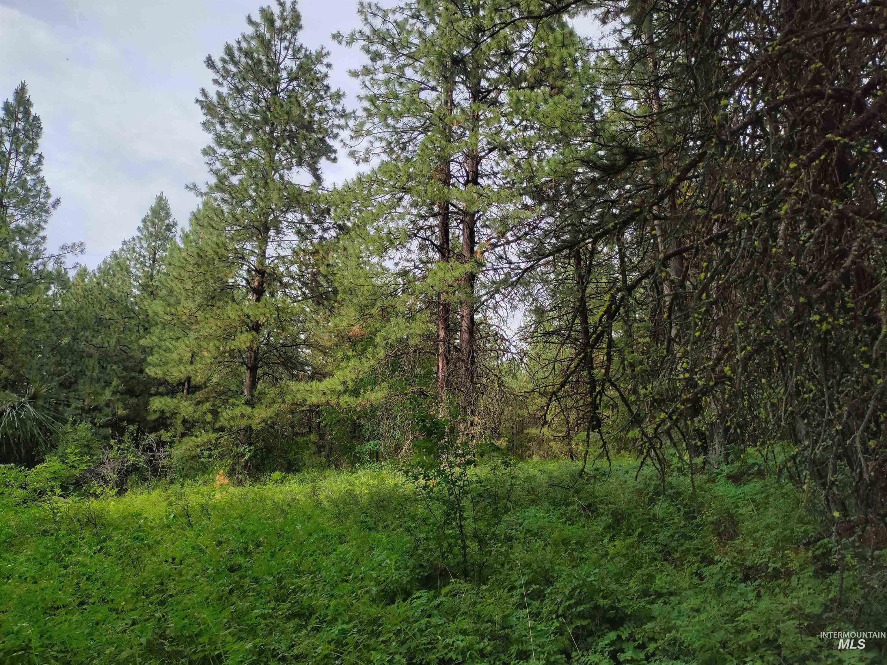 Tbd 5ac Jackpine Rd Property Photo 10