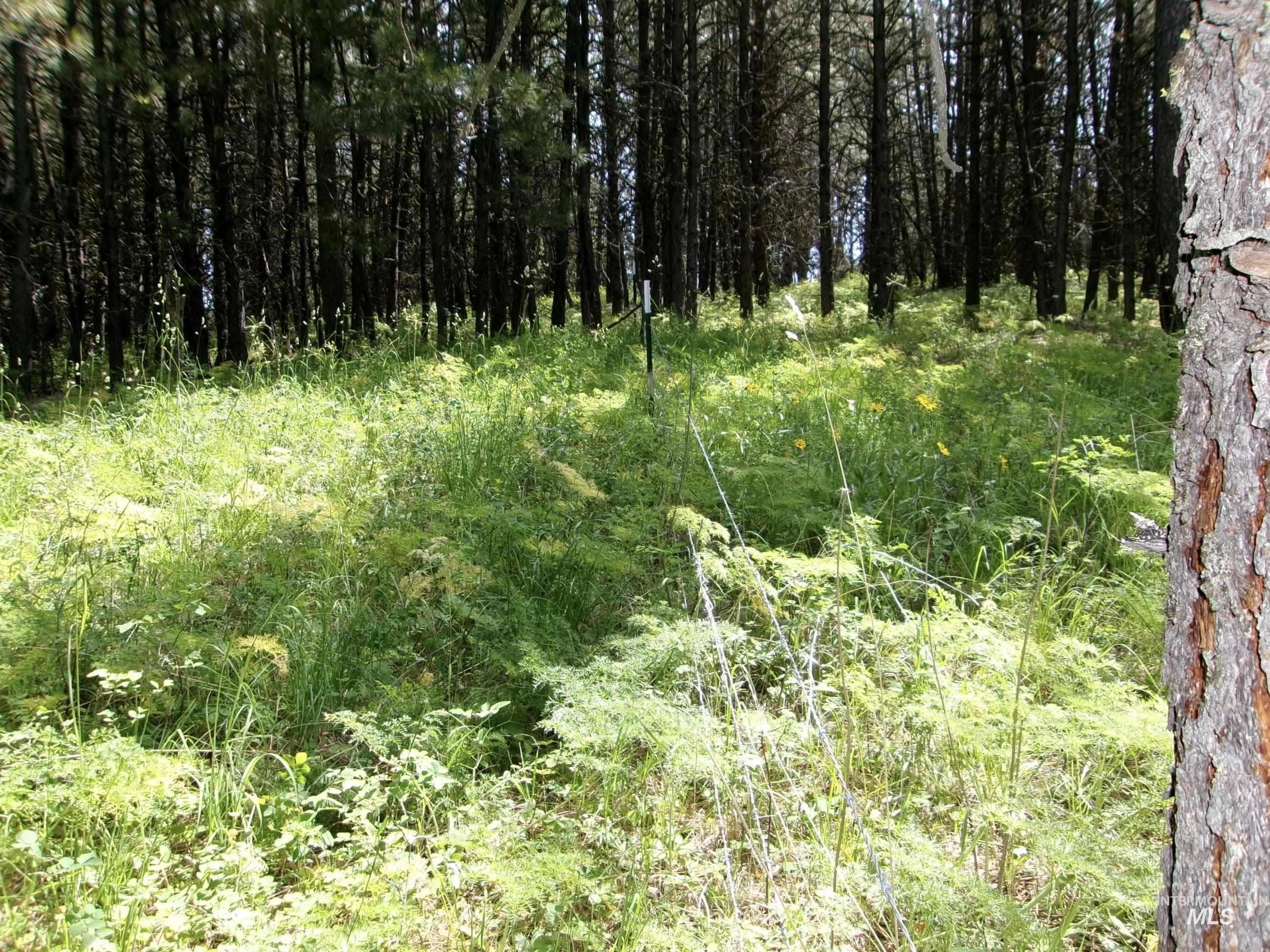 Tbd 5ac Jackpine Rd Property Photo 15
