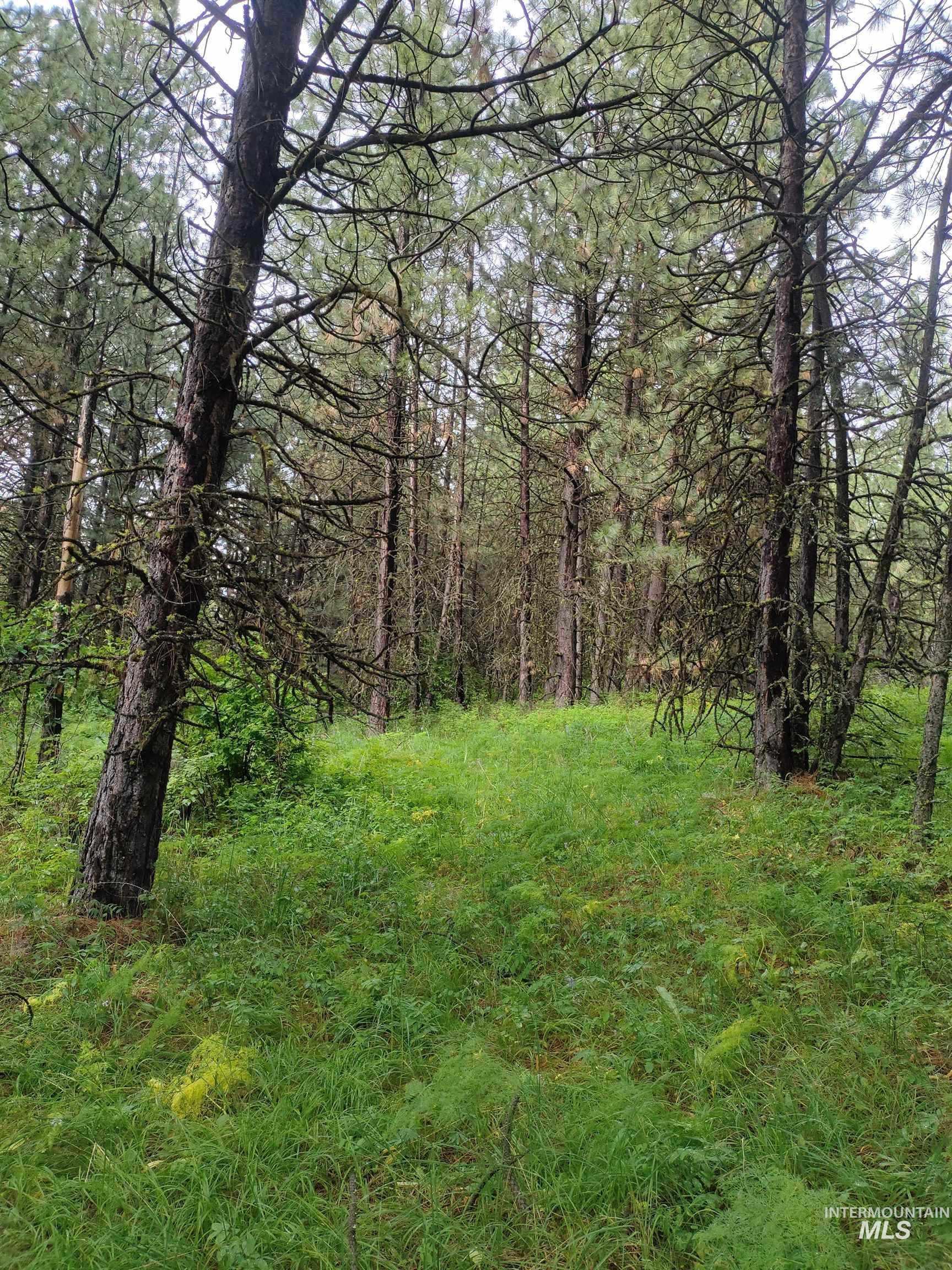Tbd 5ac Jackpine Rd Property Photo 16