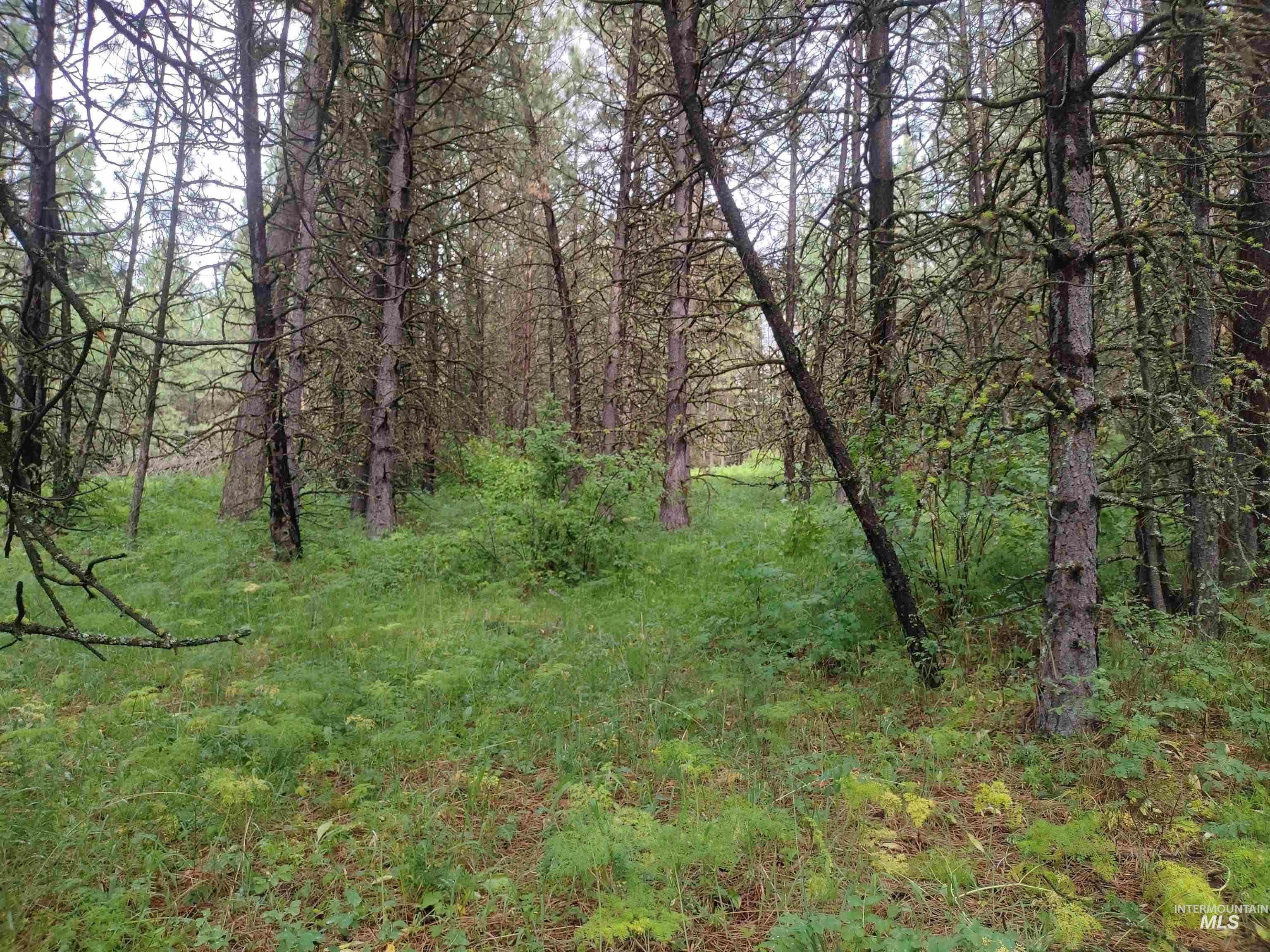 Tbd 5ac Jackpine Rd Property Photo 19
