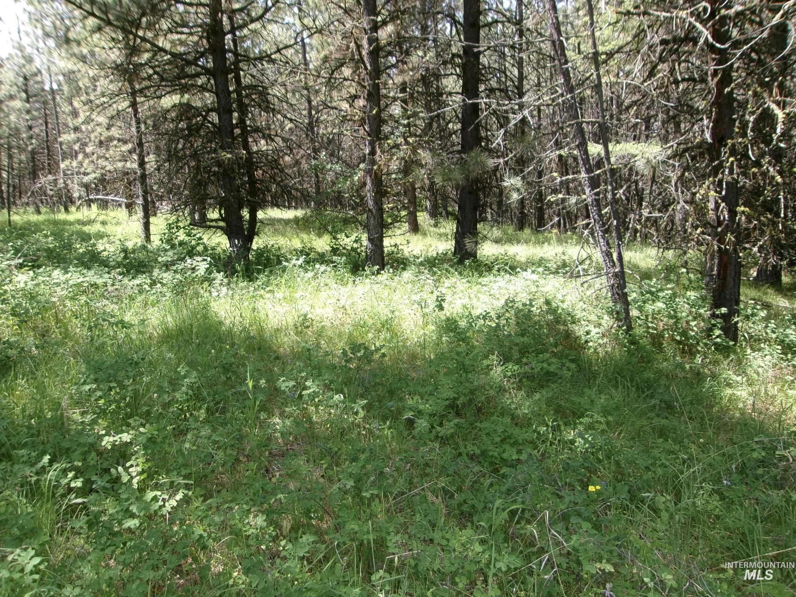 Tbd 5ac Jackpine Rd Property Photo 24