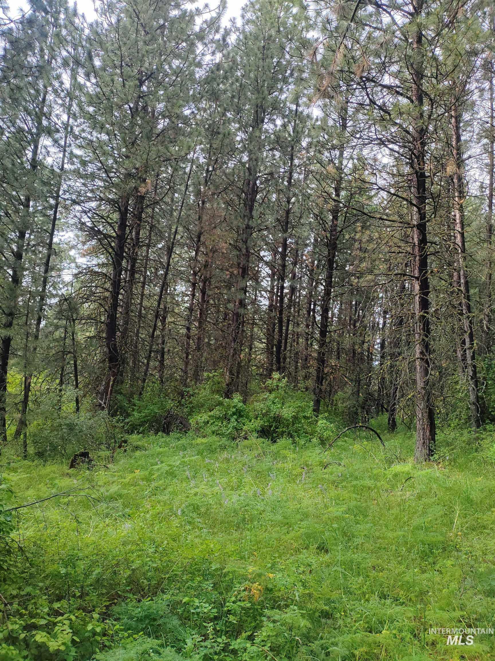 Tbd 5ac Jackpine Rd Property Photo 33