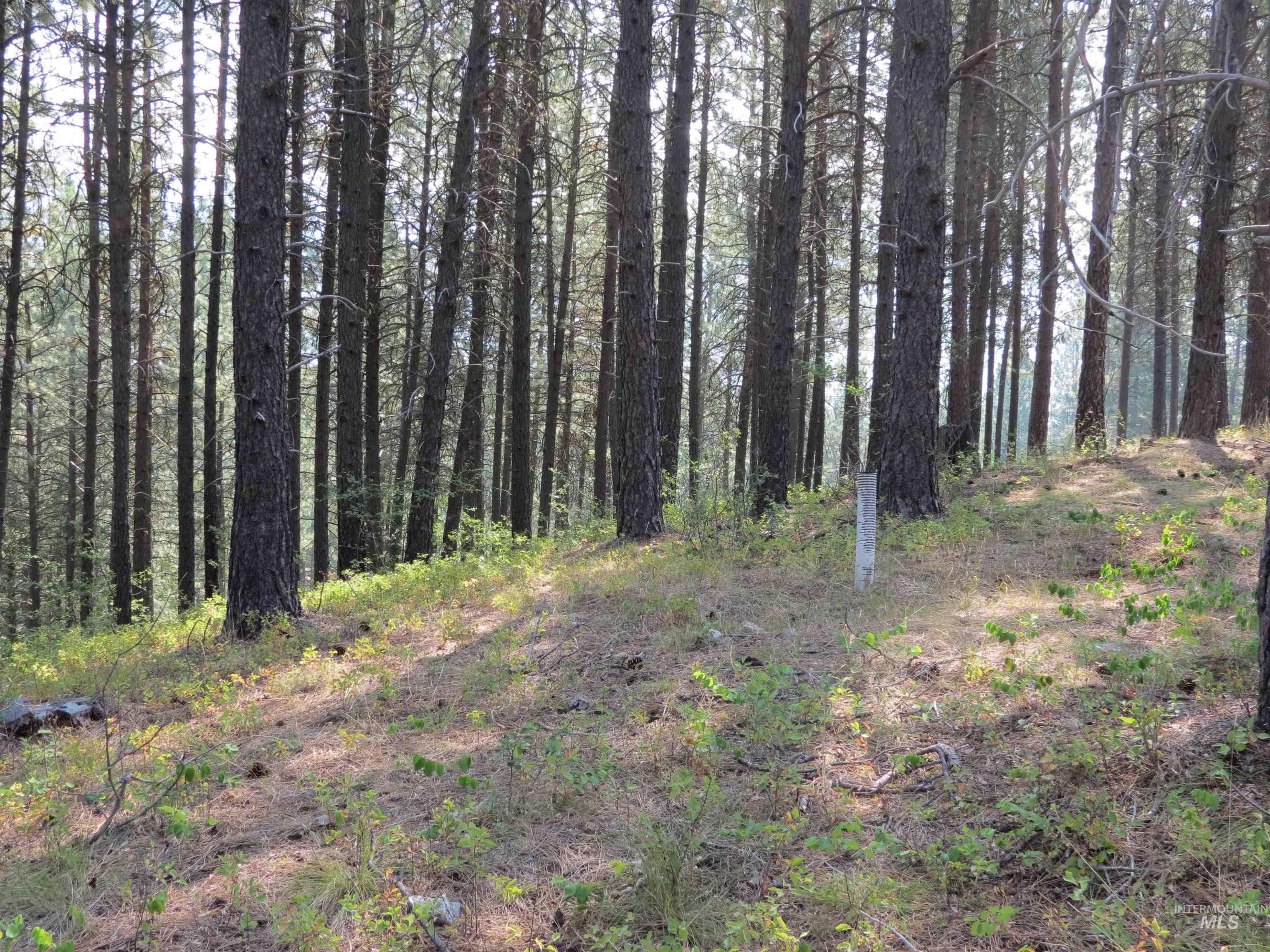 Lot 64 White Pine Dr. Property Photo 4