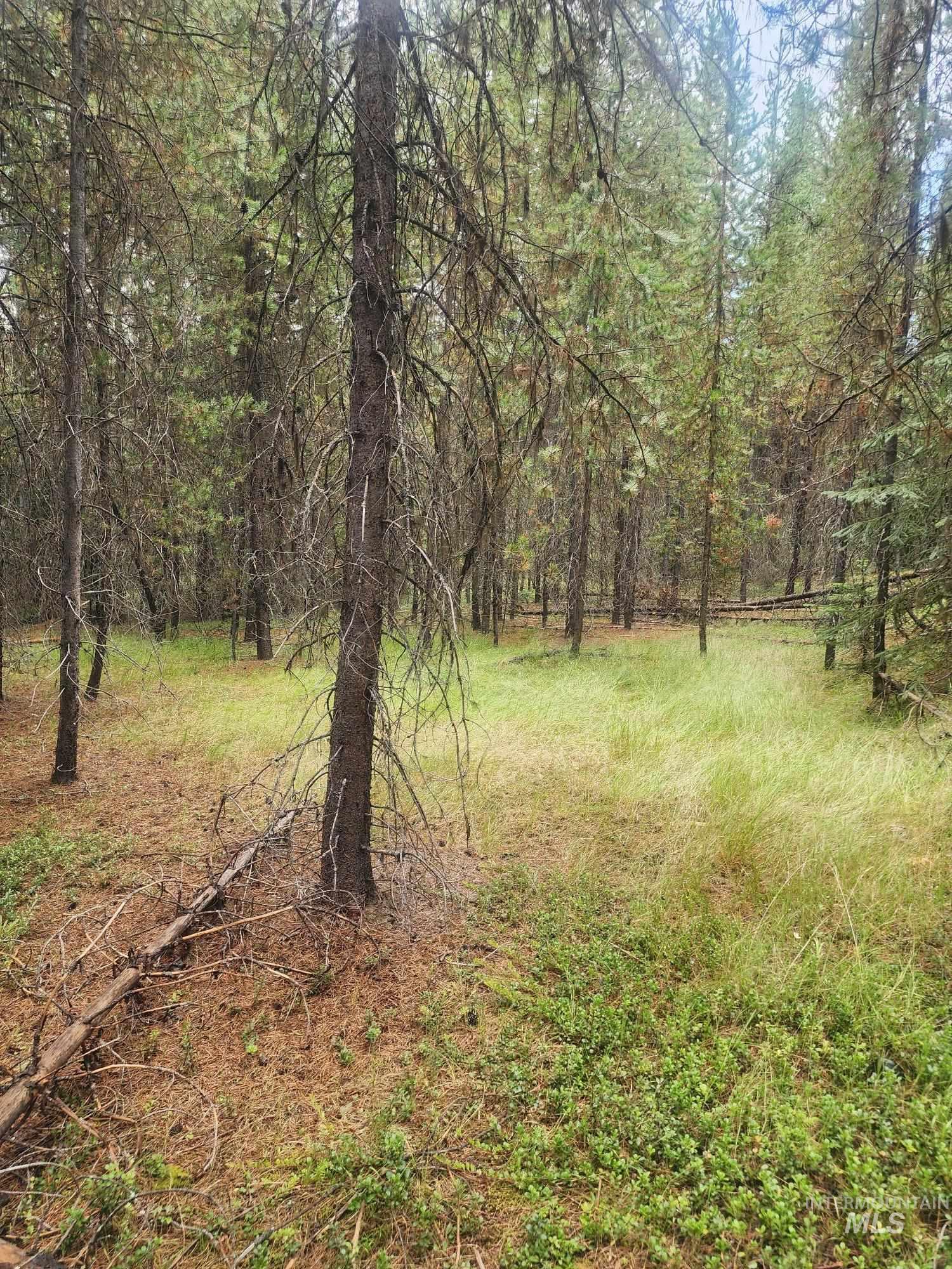 Tbd Wheeler Mountain Road Property Photo 3