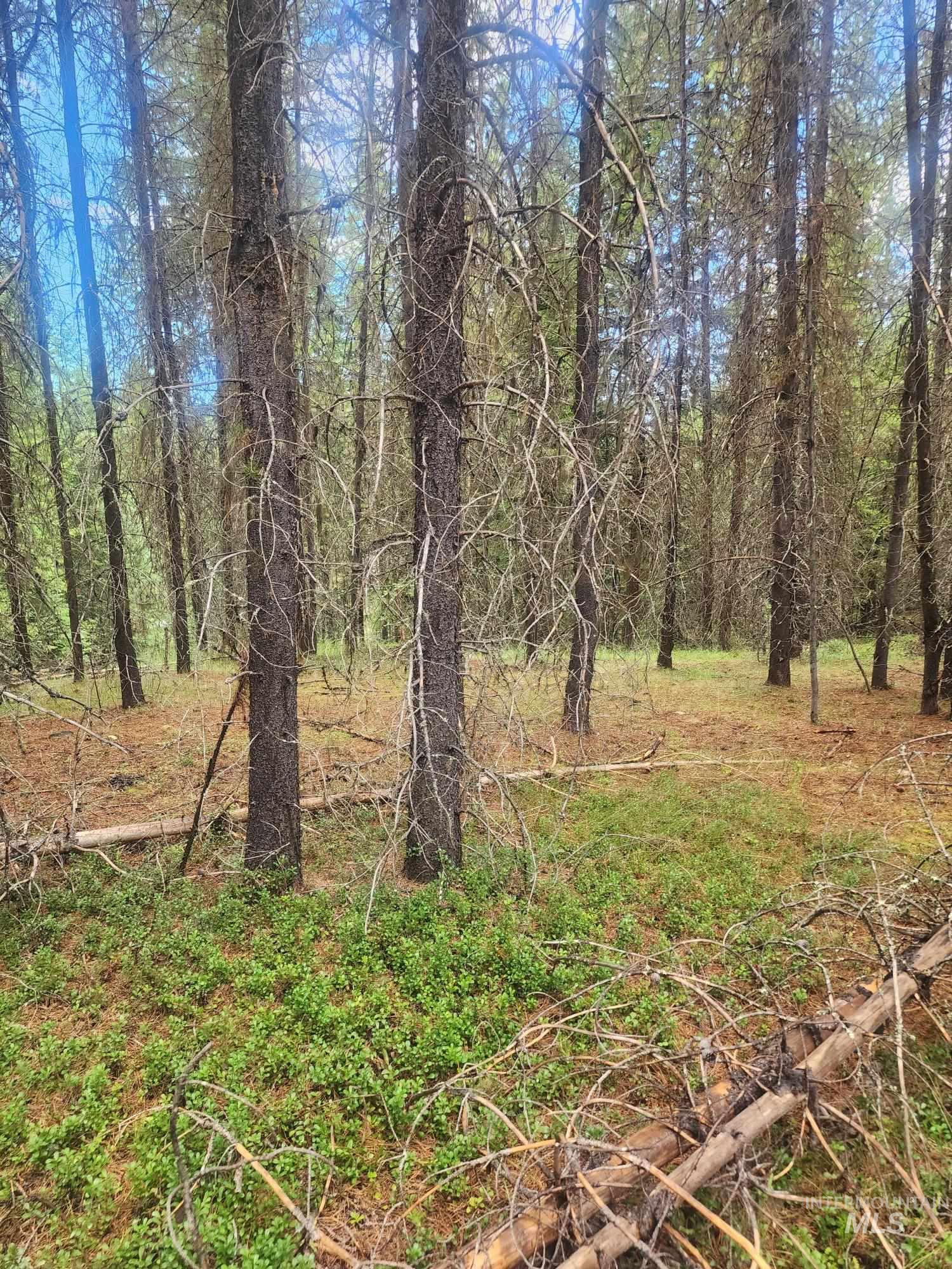 Tbd Wheeler Mountain Road Property Photo 4