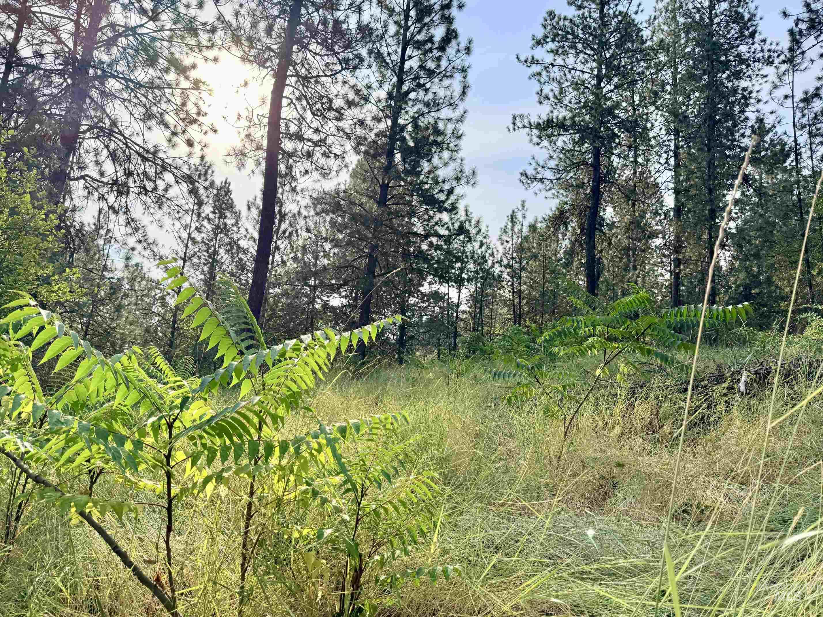 Tbd 17.49 Acres Hwy 12 Property Photo 12