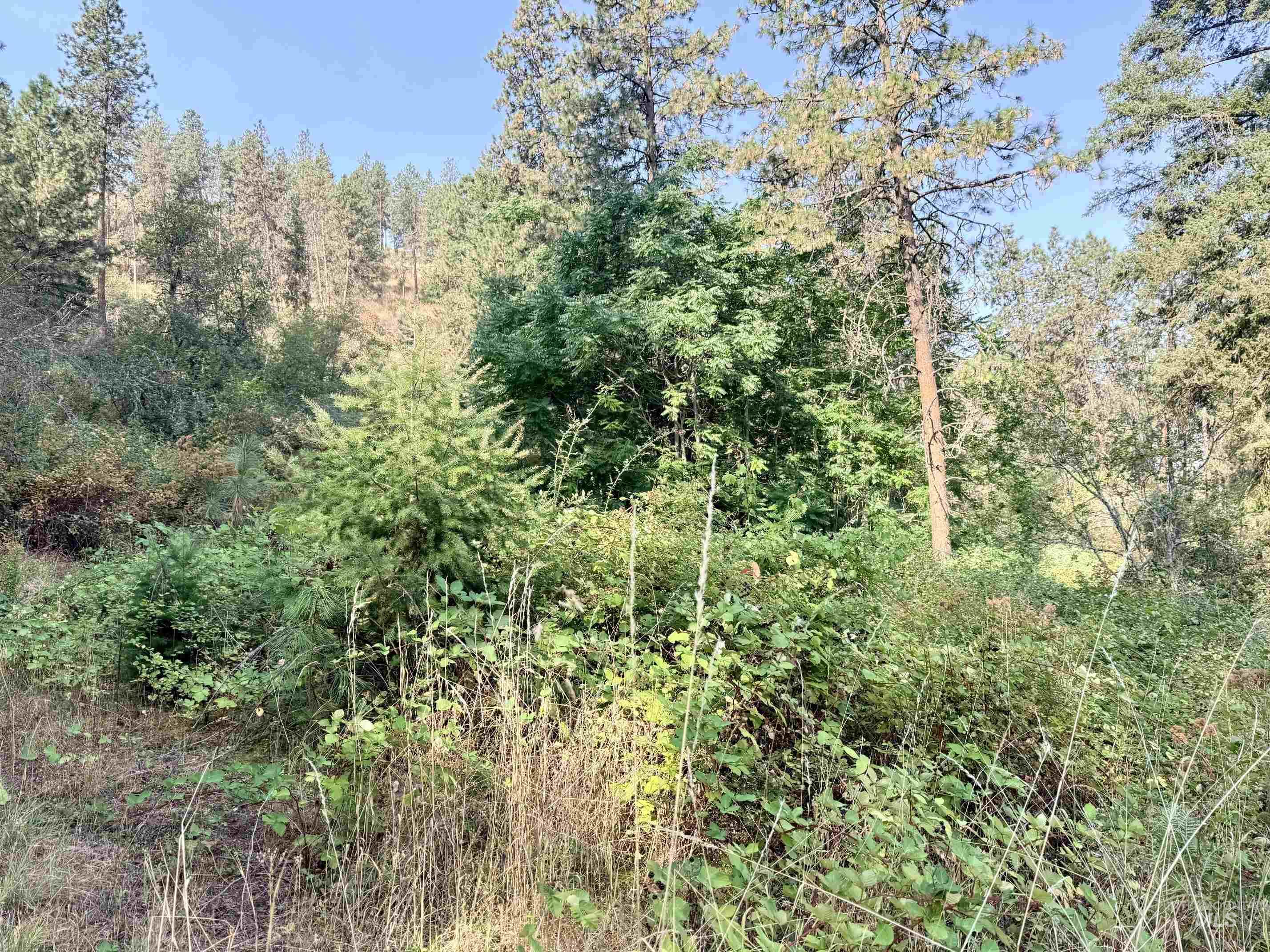 Tbd 17.49 Acres Hwy 12 Property Photo 17