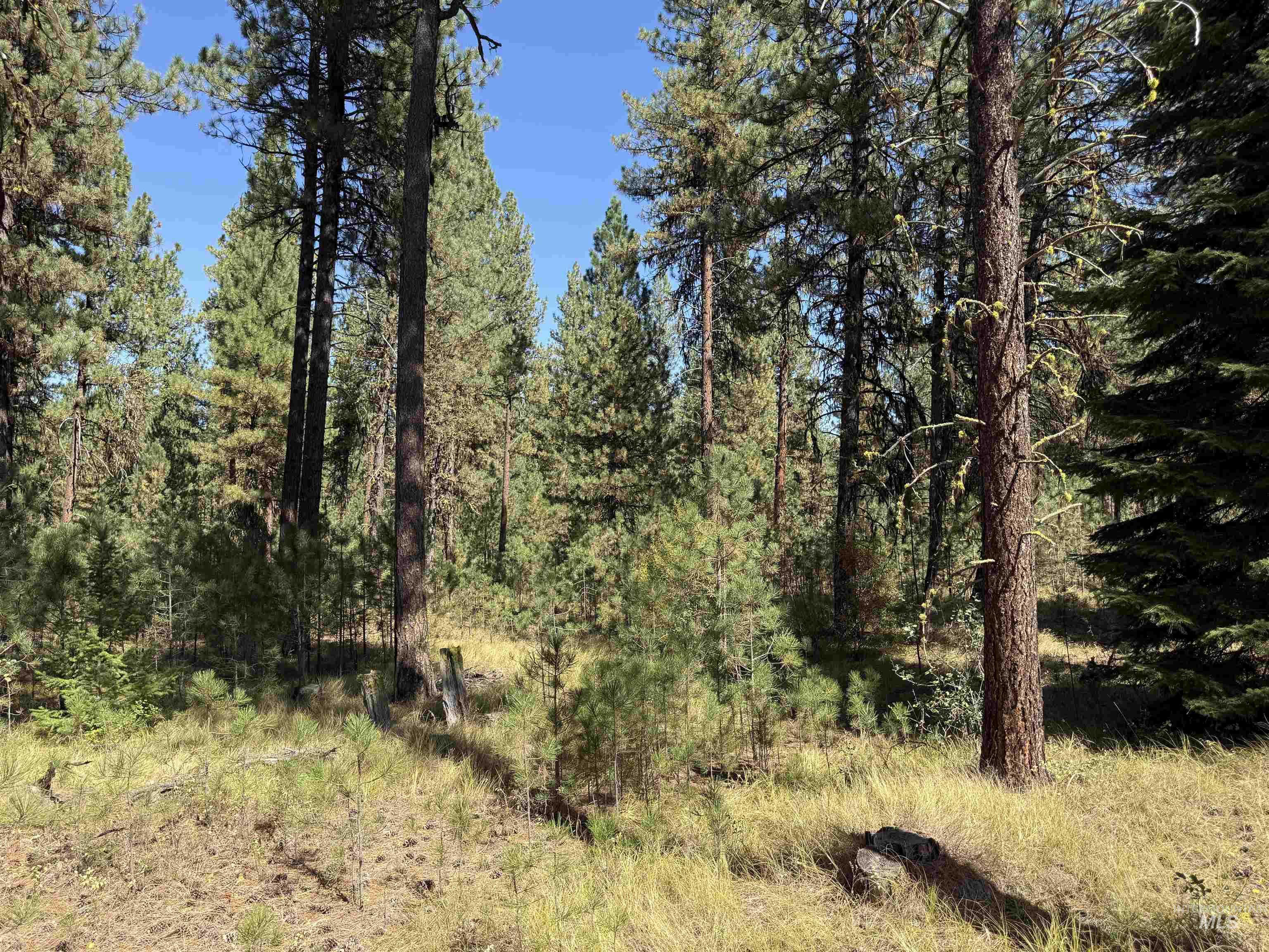 3177 Timber Ridge Drive Property Photo 4