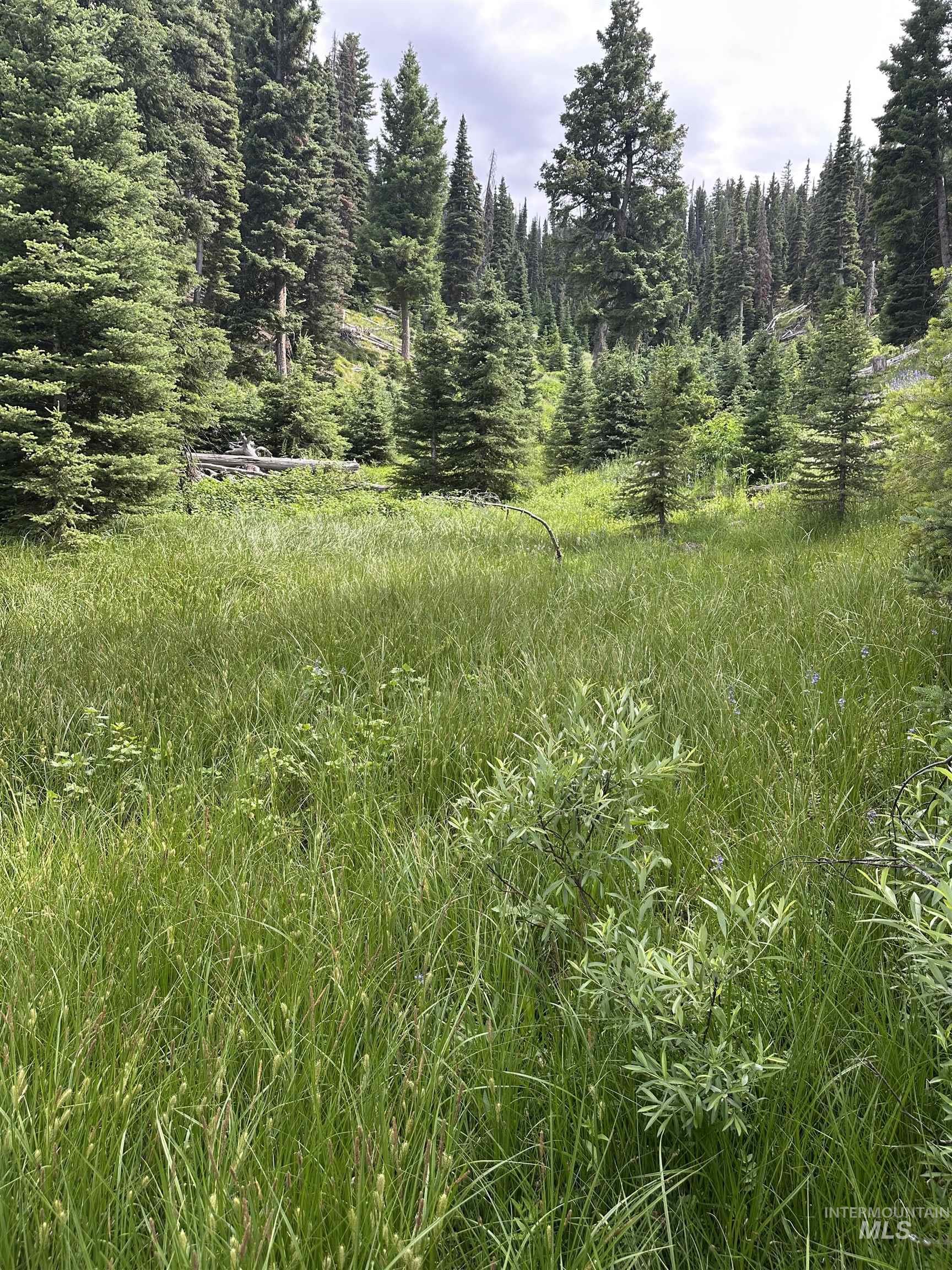 Carrie Creek Rd. Smokey Mountains Property Photo 4