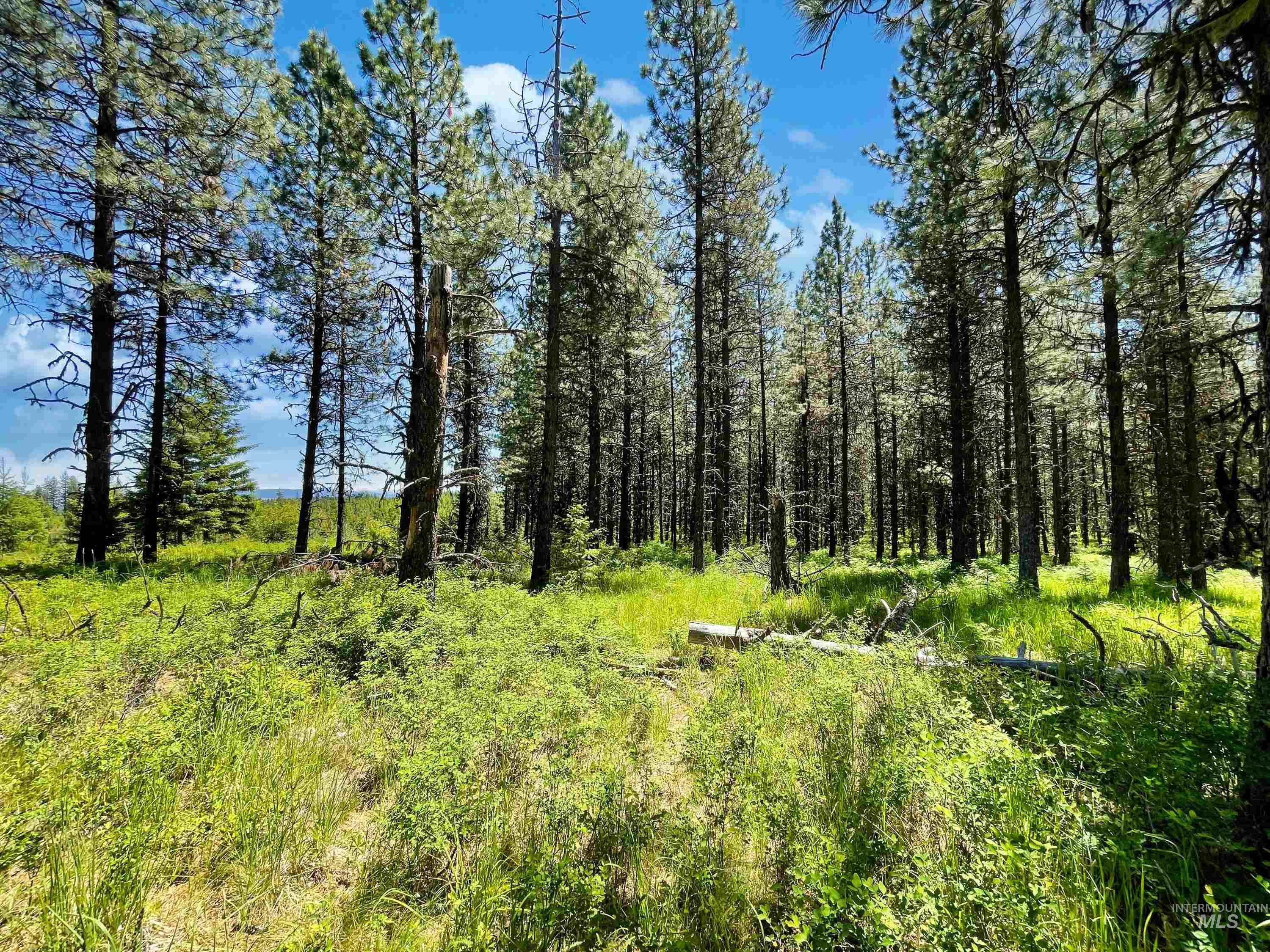 0 Timberline Heights, Parcel 8 Property Photo 4