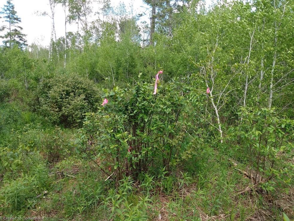 N/a Nepewassi Lake Road Property Photo 4