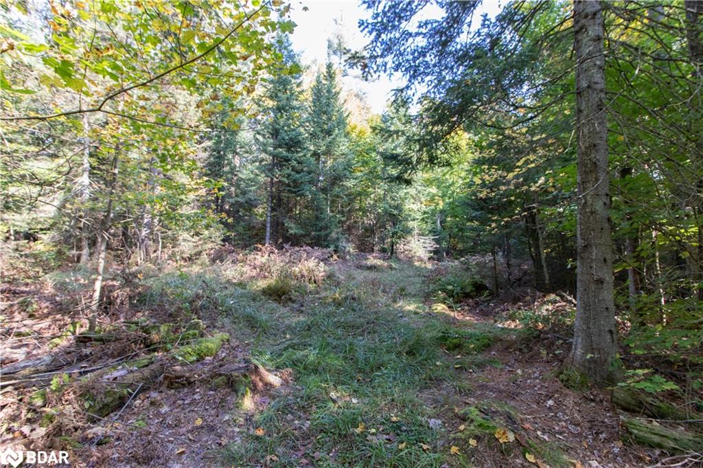 0 Lynx Lake Road Property Photo 11