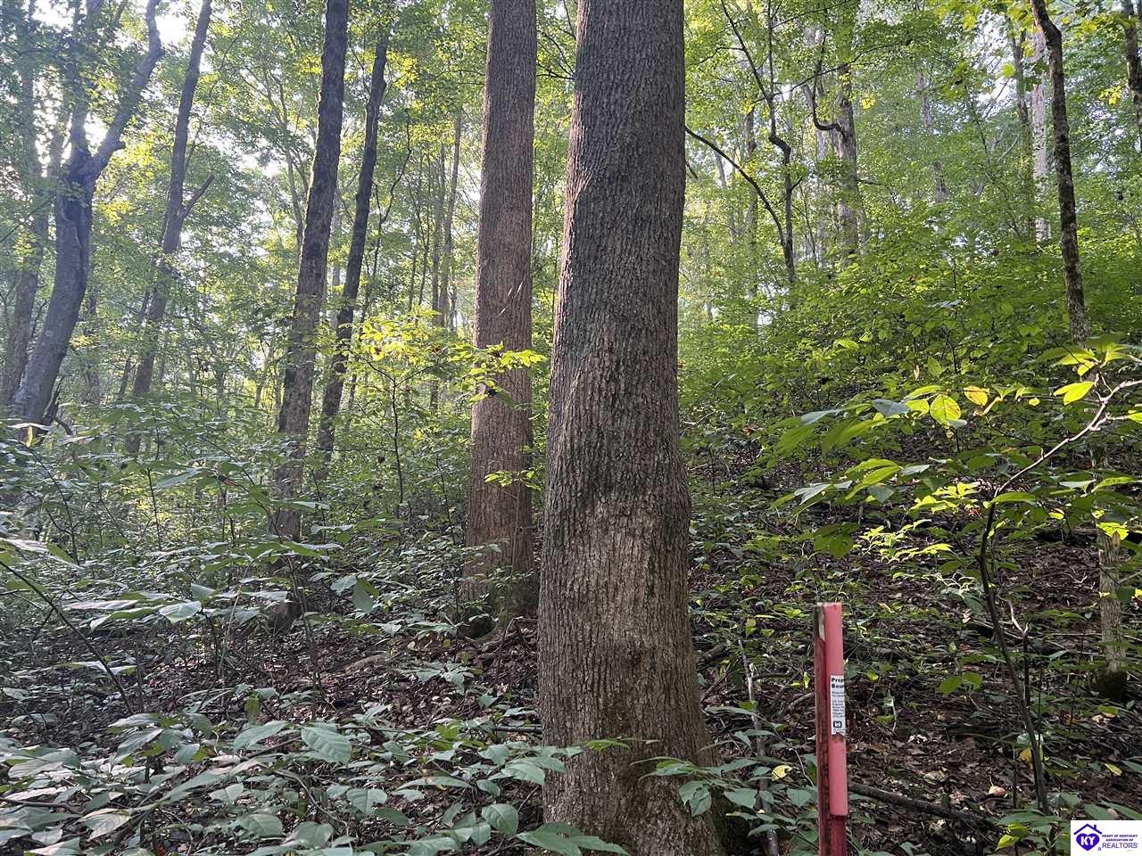 Lot# 233 Settlers Point Road Property Photo 8