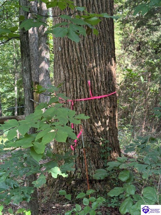 Tract 1b Dangerfield Road Property Photo 6