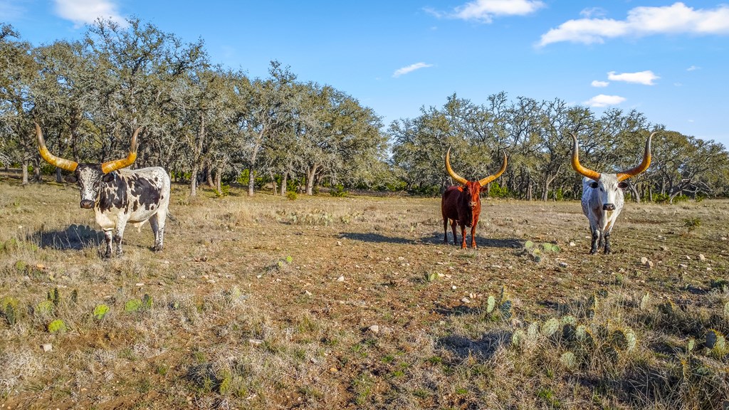 2942 Hwy 41 Property Photo 16