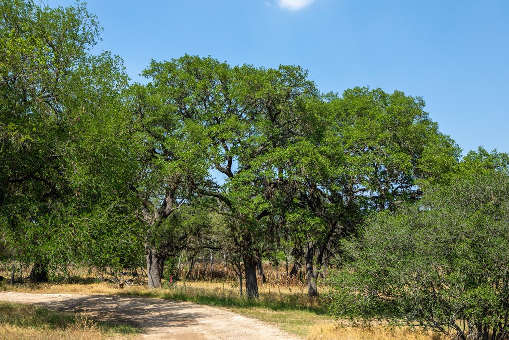 496 Dark Sky Path Property Photo 35