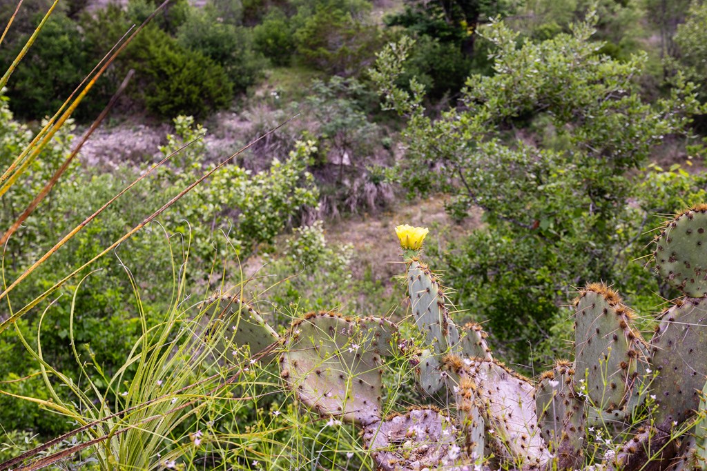 1897 Kyle Ranch Rd Property Photo 32
