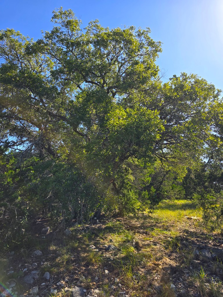 227 Mitchell Ranch Rd Property Photo 48