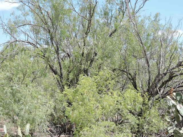 Tin Mine Rd. Property Photo 5