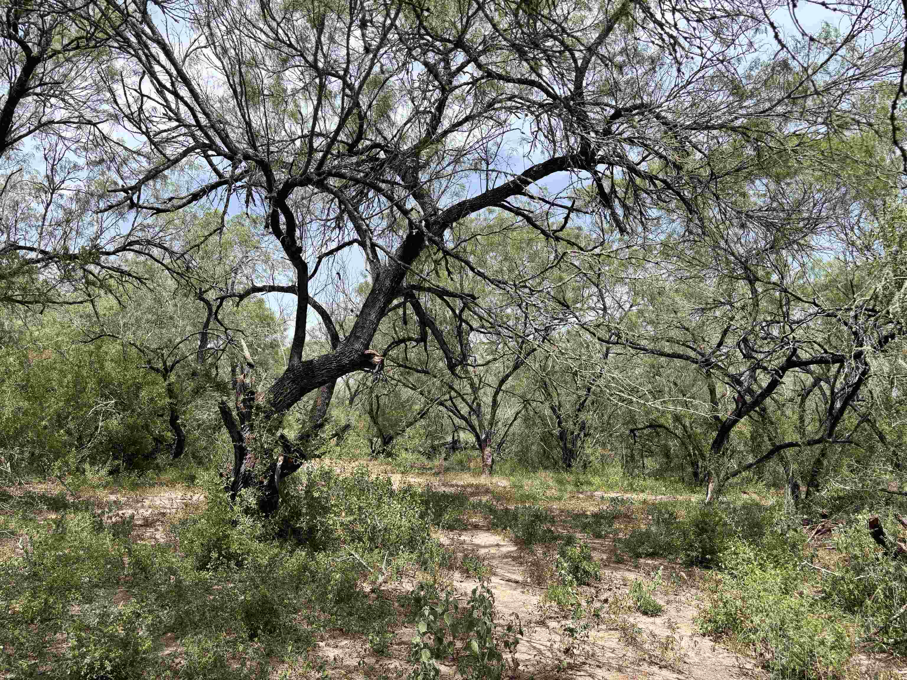 0 U.s. Hwy 359 Property Photo 25