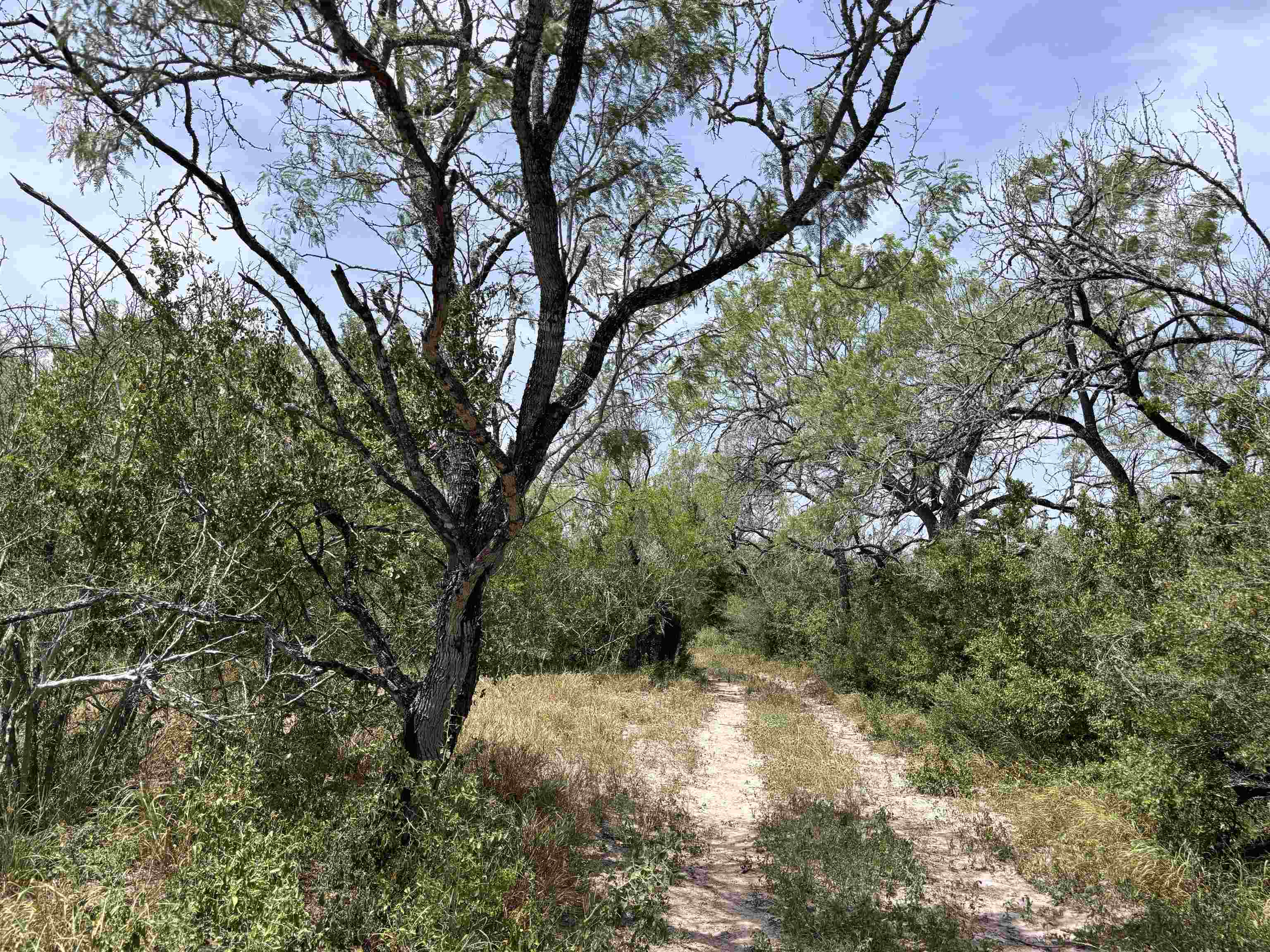 0 U.s. Hwy 359 Property Photo 29