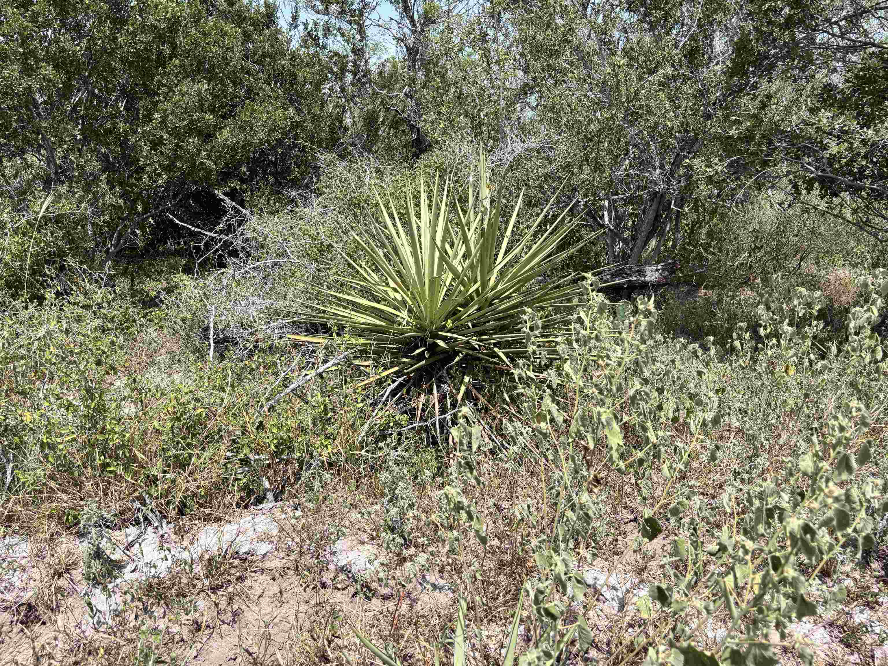 0 U.s. Hwy 359 Property Photo 31