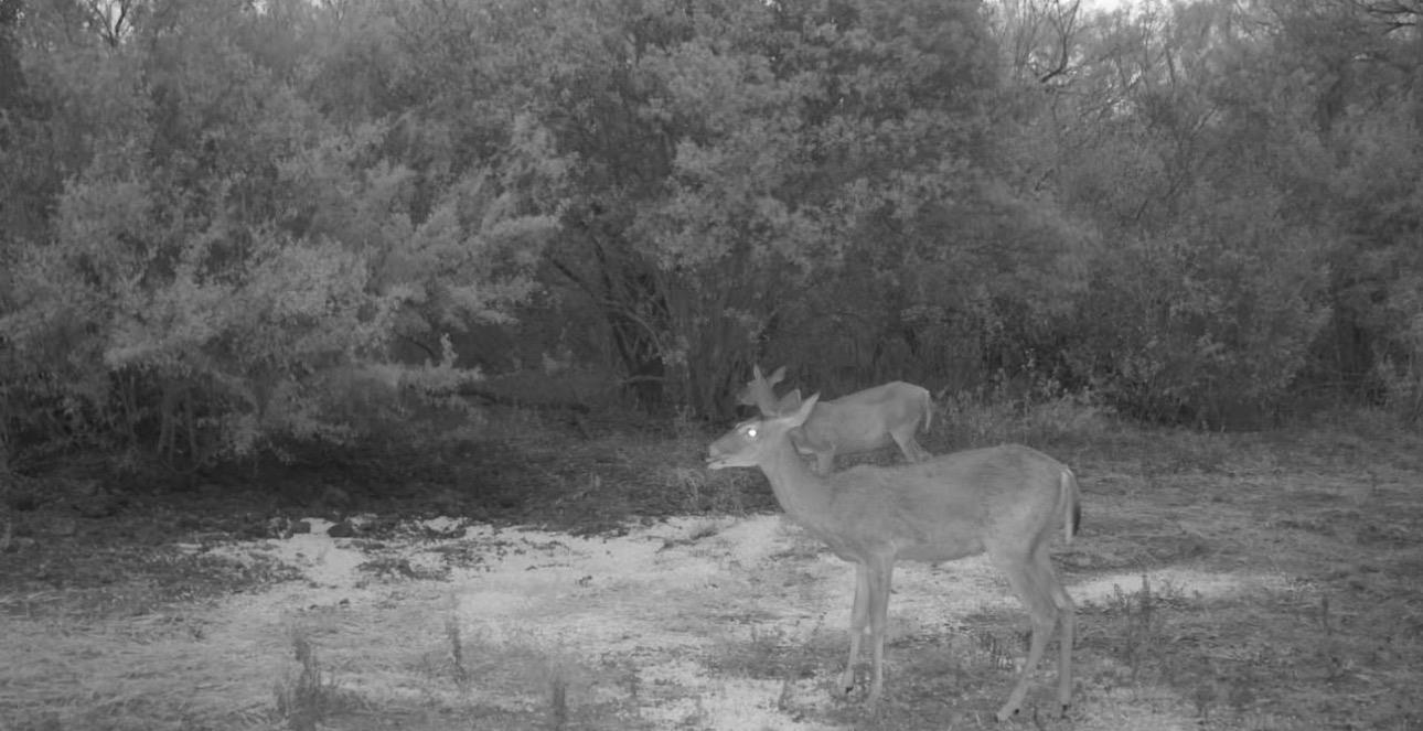 0 U.s. Hwy 359 Property Photo 37