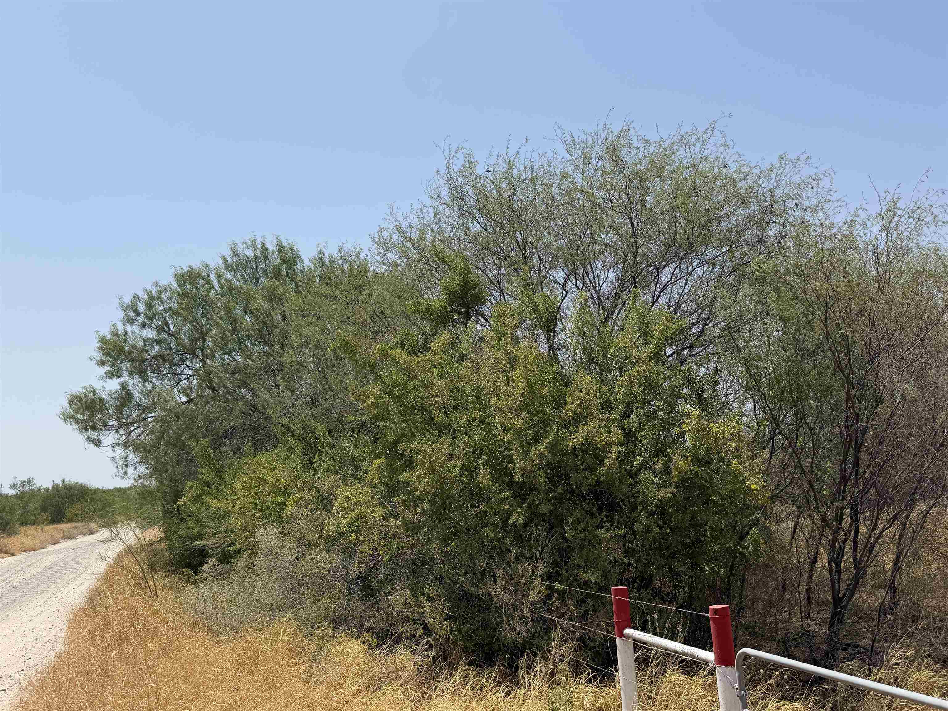 Abst 559 P Bustamante Property Photo 1